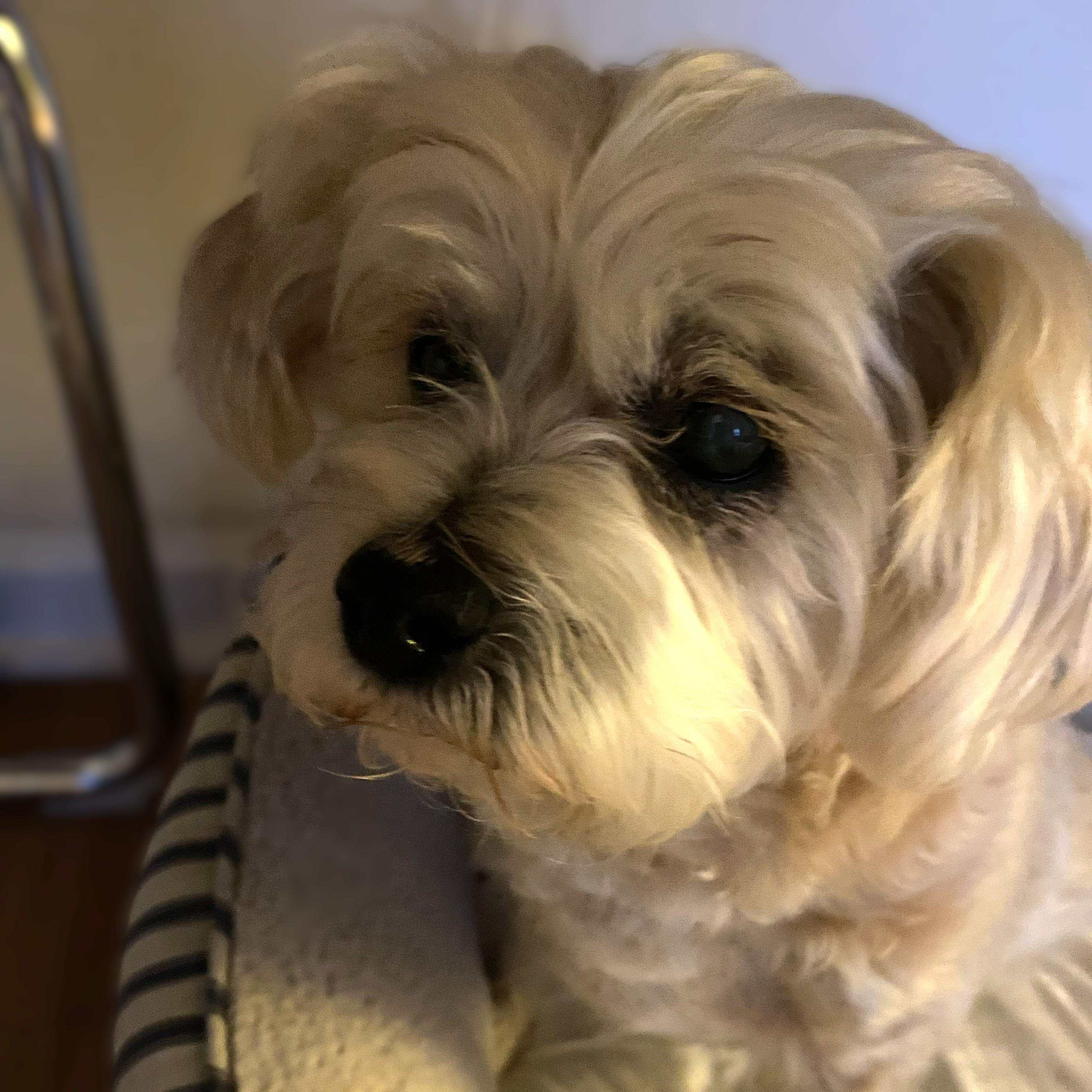 Enlarge Princess ~~ PRIVATE OWNER ADOPTION  ~~ EMAIL:  joehlinger@bellsouth.net, an adoptable mixed breed in Roswell, GA image 6/6