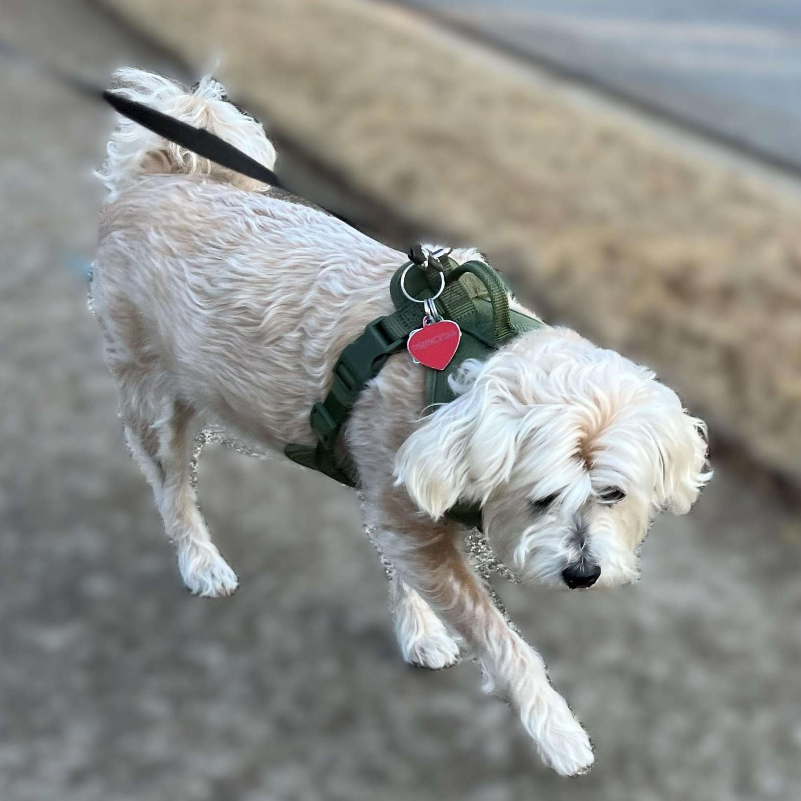 Princess ~~ PRIVATE OWNER ADOPTION ~~ EMAIL: joehlinger@bellsouth.net, an adoptable mixed breed in Roswell, GA image 5/5