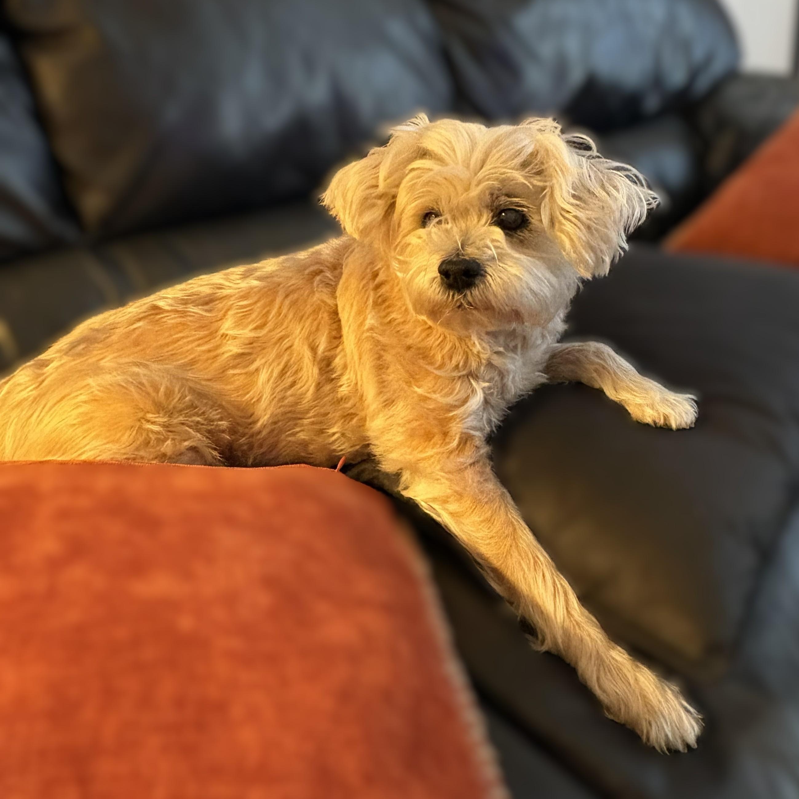 Princess ~~ PRIVATE OWNER ADOPTION ~~ EMAIL: joehlinger@bellsouth.net, an adoptable mixed breed in Roswell, GA image 2/5