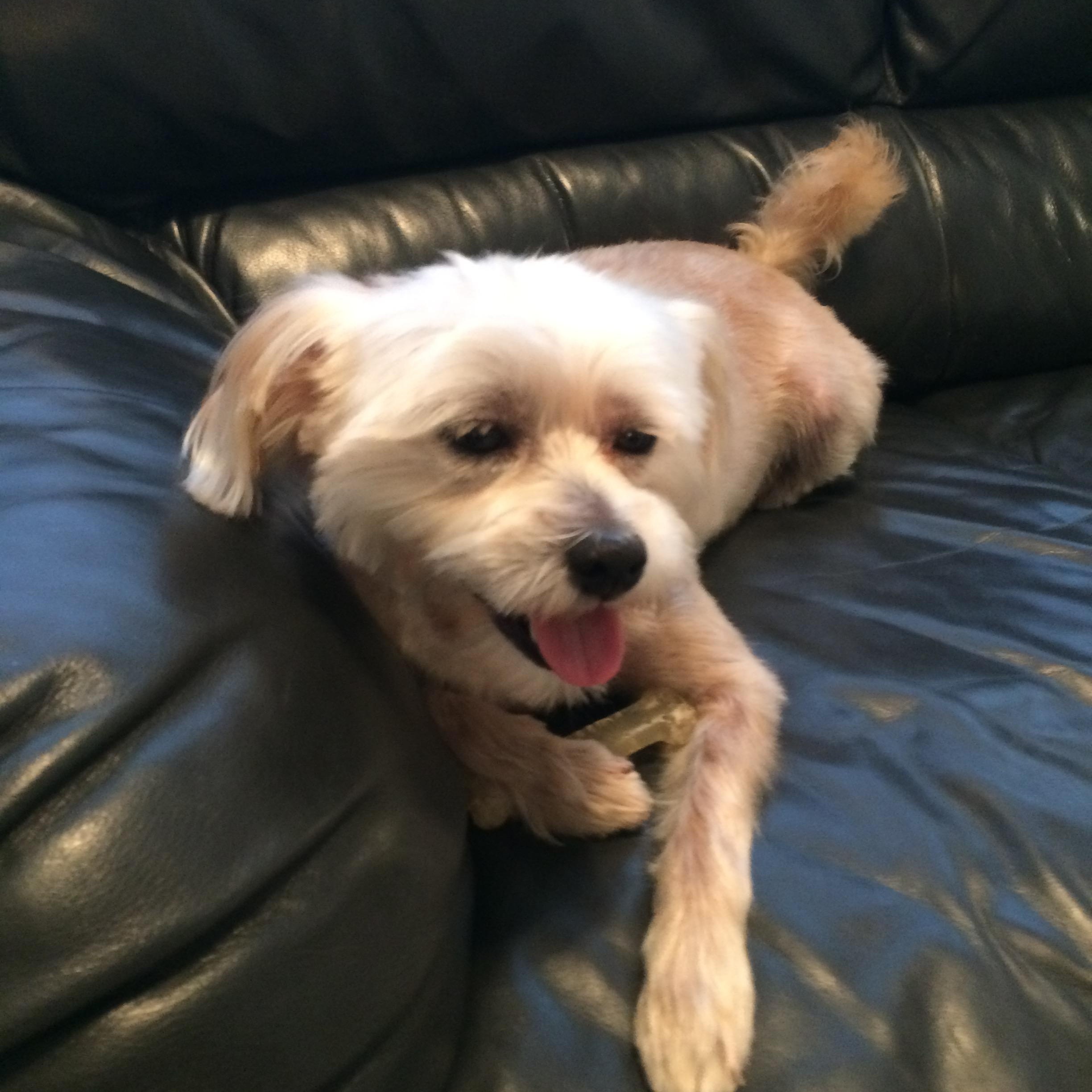 Enlarge Princess ~~ PRIVATE OWNER ADOPTION  ~~ EMAIL:  joehlinger@bellsouth.net, an adoptable mixed breed in Roswell, GA image 3/6