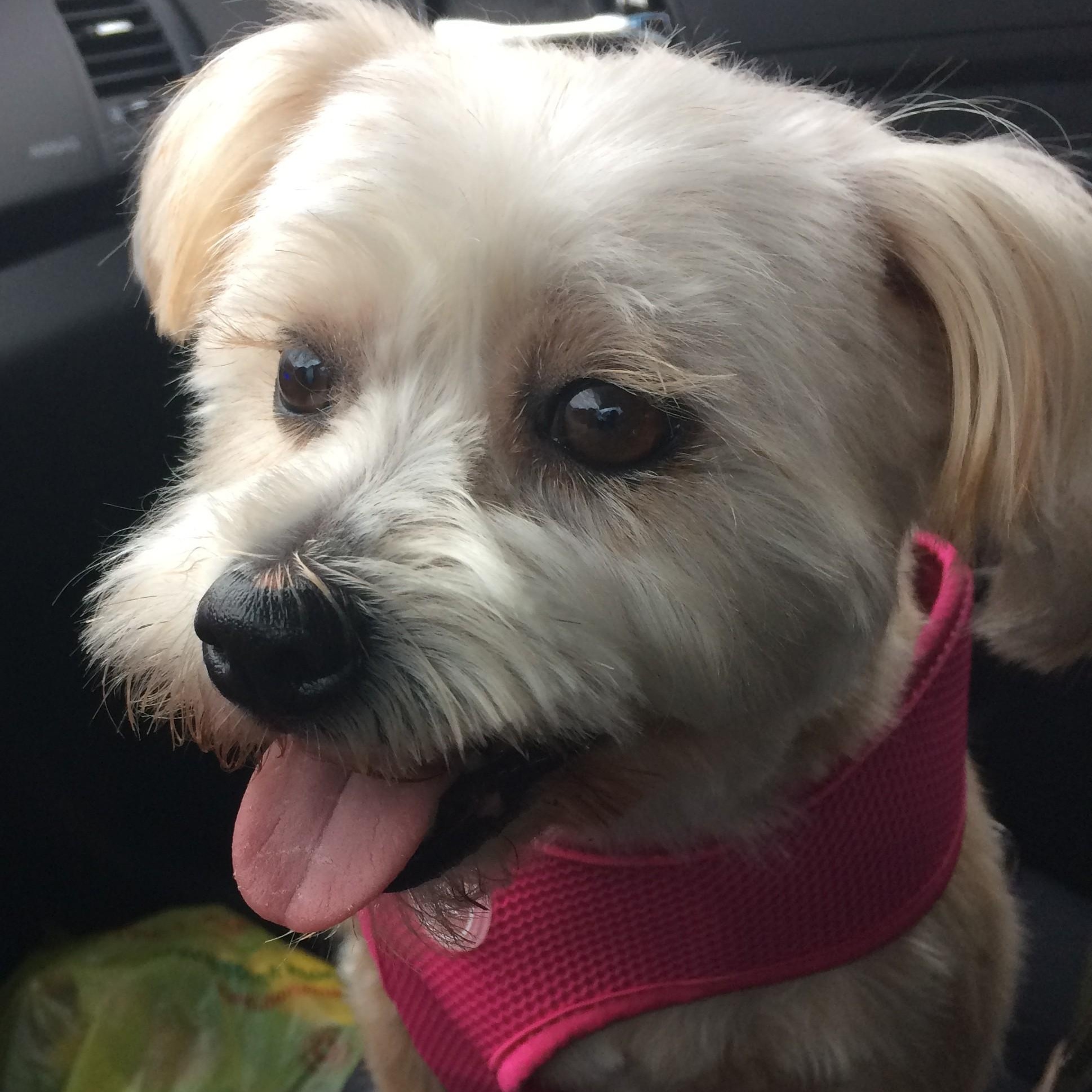 Princess ~~ PRIVATE OWNER ADOPTION  ~~ EMAIL:  joehlinger@bellsouth.net, adoptable, Senior Female Terrier & Shih poo.