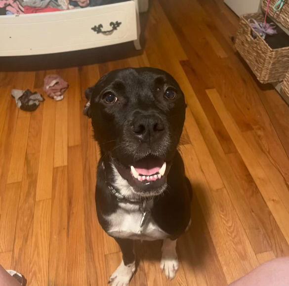 Arty, Adoptable, Young Male Labrador Retriever & Terrier.