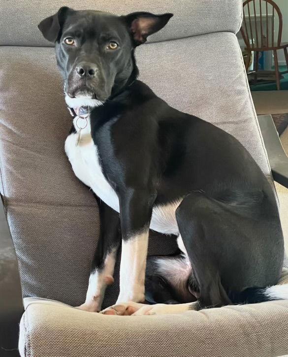 Arty, a Adoptable mixed breed in Doylestown, PA image 2/3