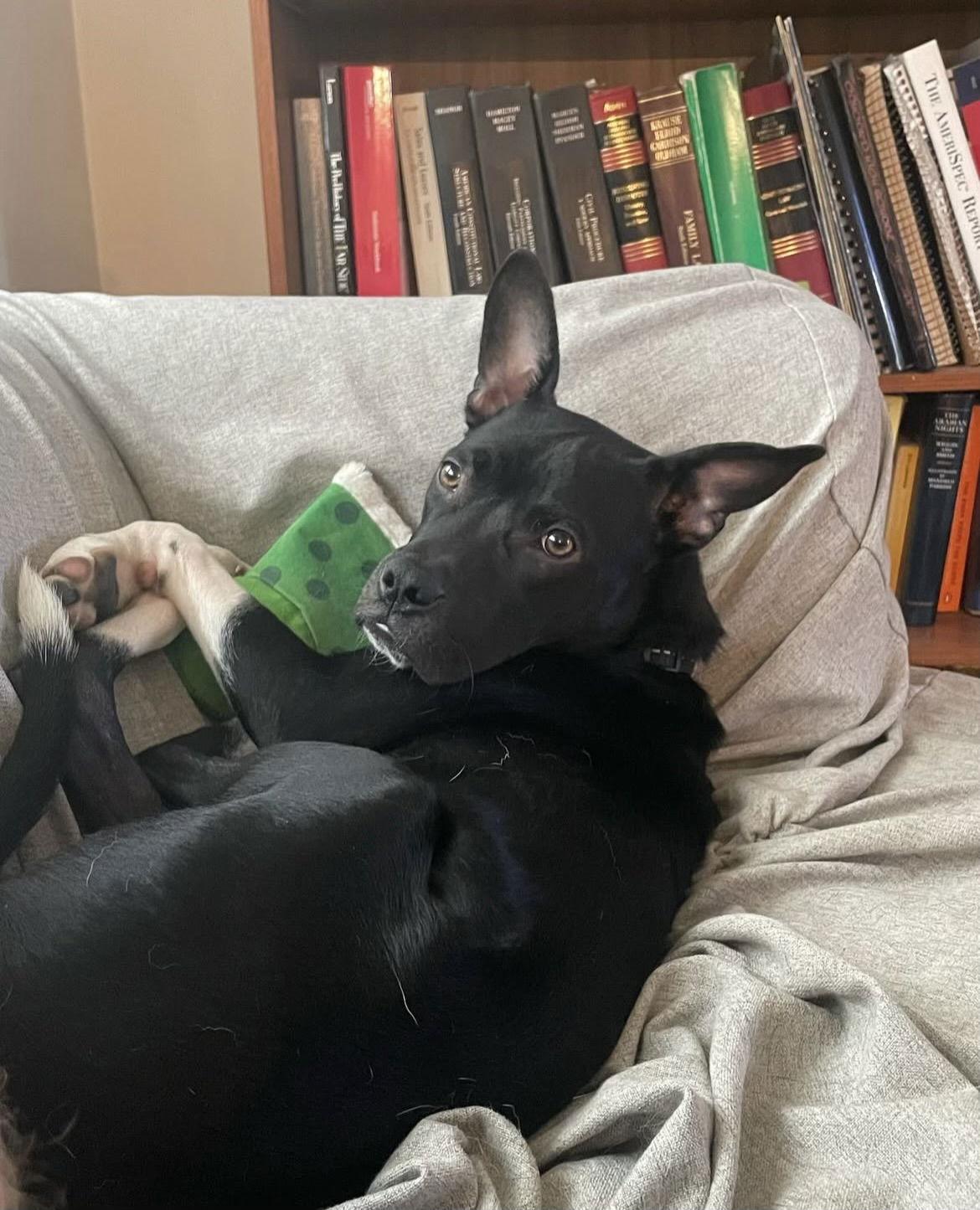 Enlarge Arty, a Adoptable mixed breed in Doylestown, PA image 3/3