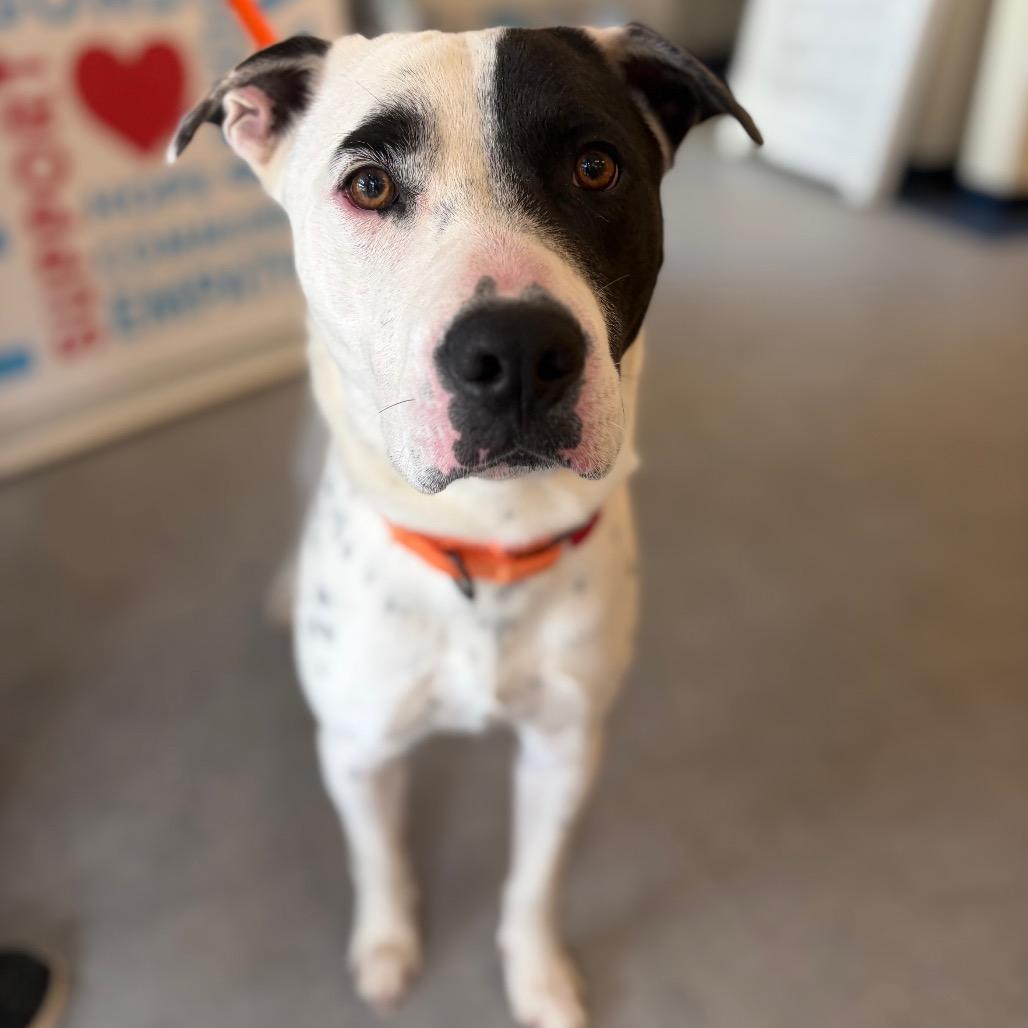 Astro, Adoptable, Young Male Mixed Breed.
