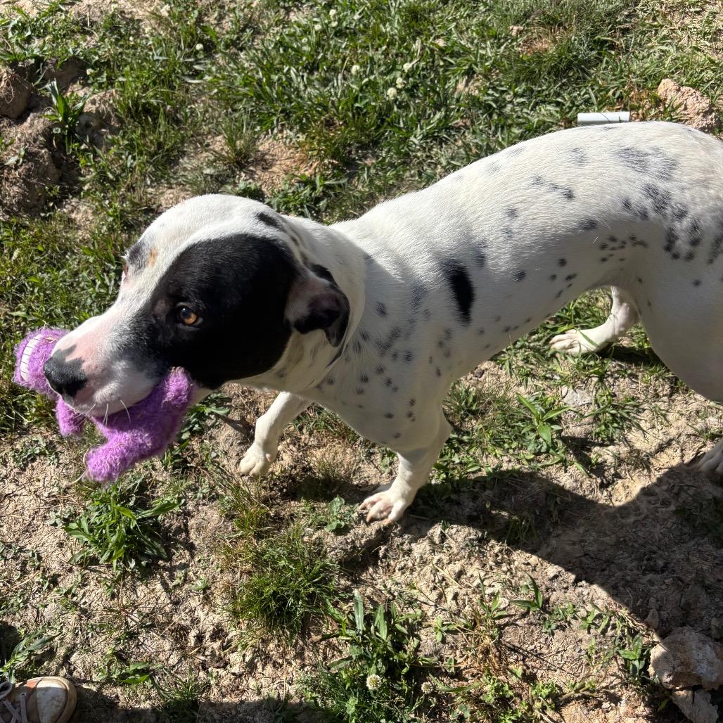 Astro, a Adoptable Mixed Breed in Morrisville, VT image 2/6