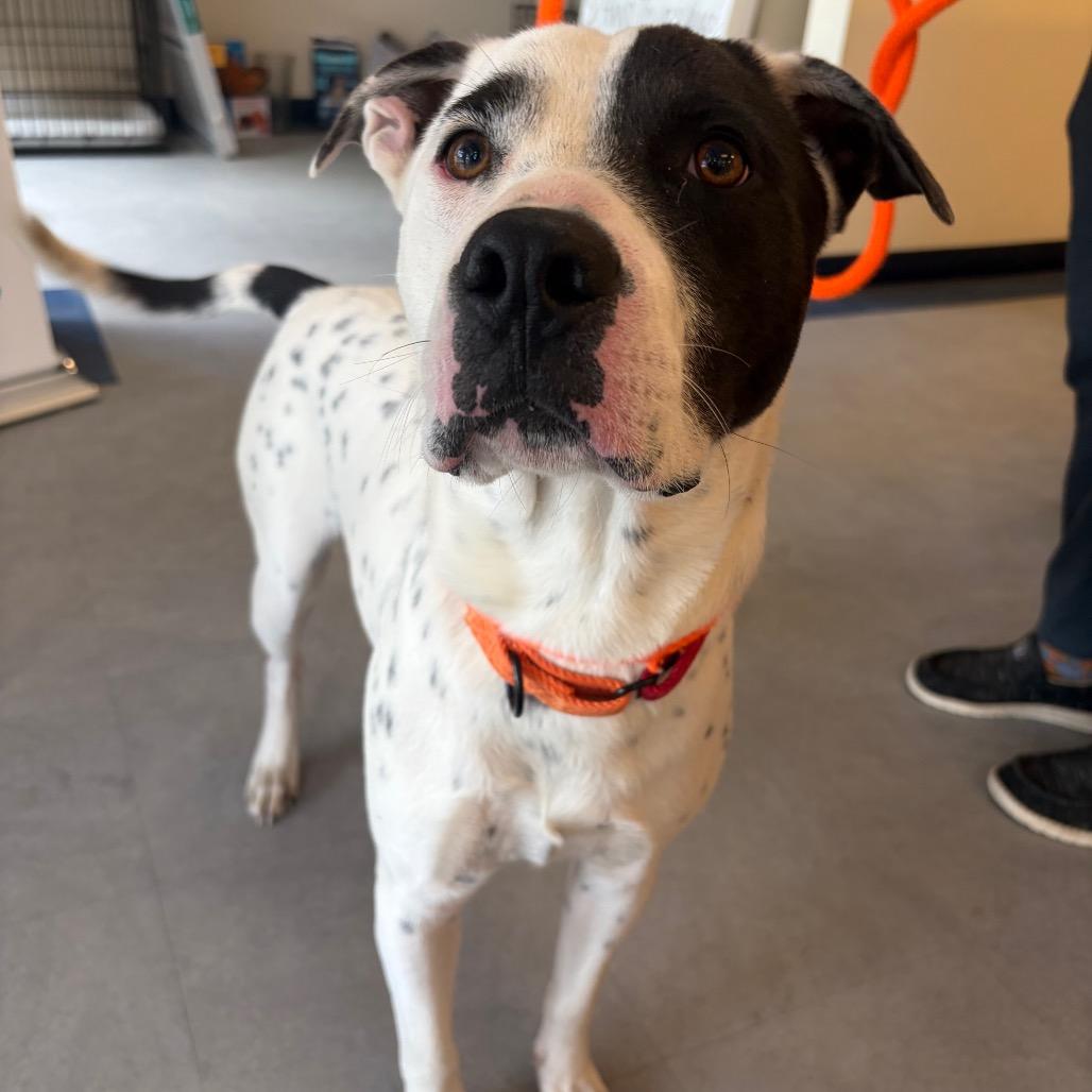 Astro, a Adoptable Mixed Breed in Morrisville, VT image 3/6