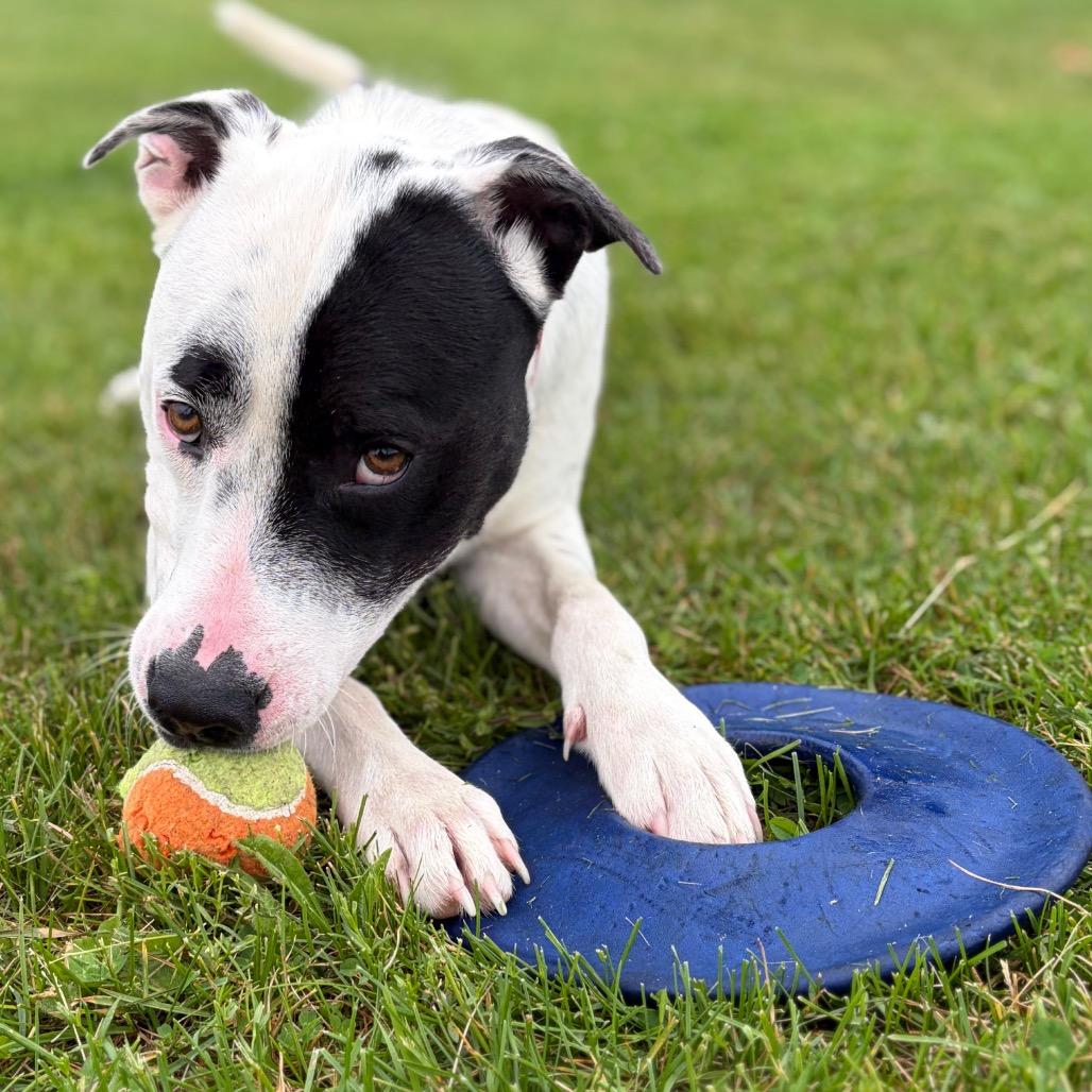 Astro, a Adoptable Mixed Breed in Morrisville, VT image 4/6