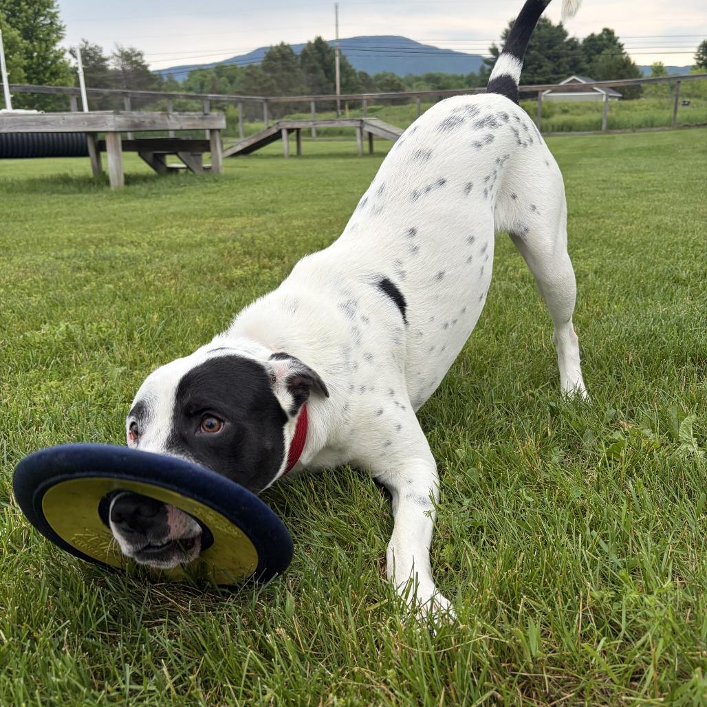 Astro, a Adoptable Mixed Breed in Morrisville, VT image 4/6