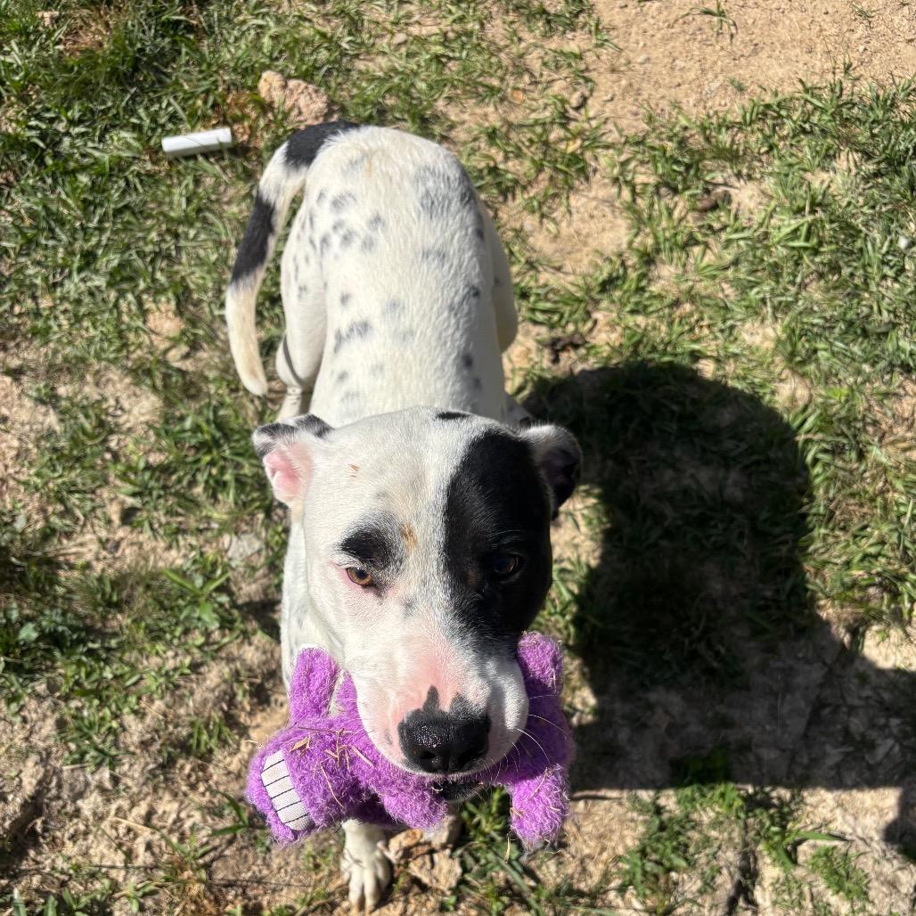 Astro, a Adoptable Mixed Breed in Morrisville, VT image 5/6