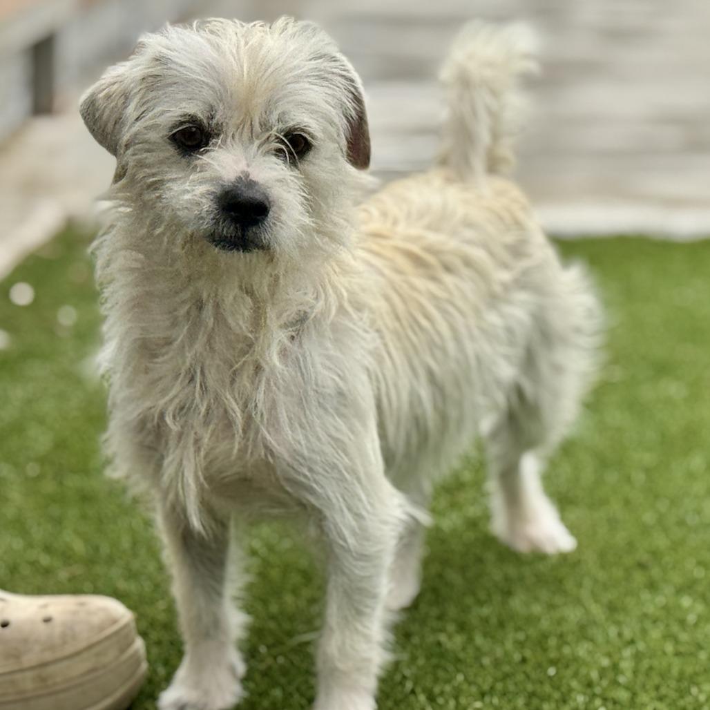 Enlarge Winston, a Adoptable mixed breed in Austin, TX image 3/4