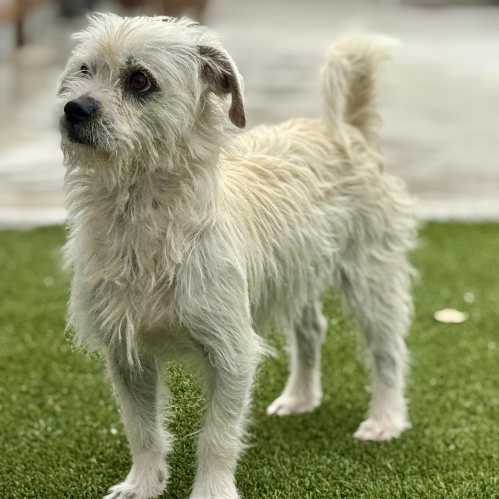 Enlarge Winston, a Adoptable mixed breed in Austin, TX image 4/4