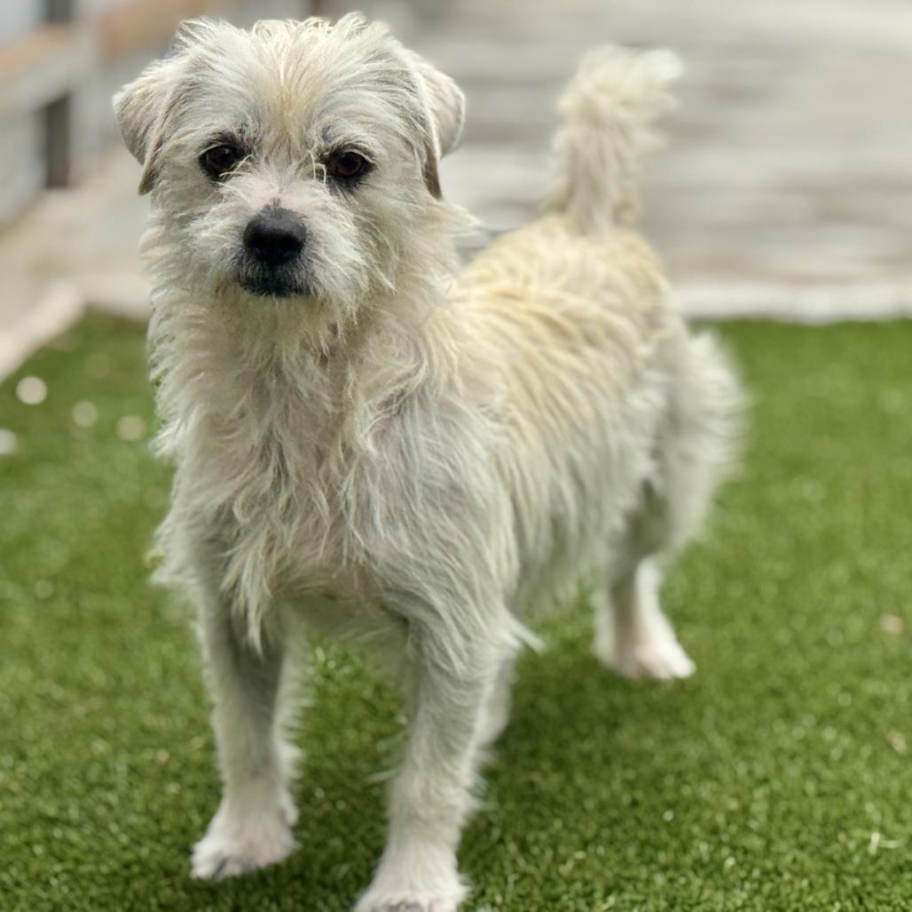 Winston, Adoptable, Adult Male Terrier & Poodle.