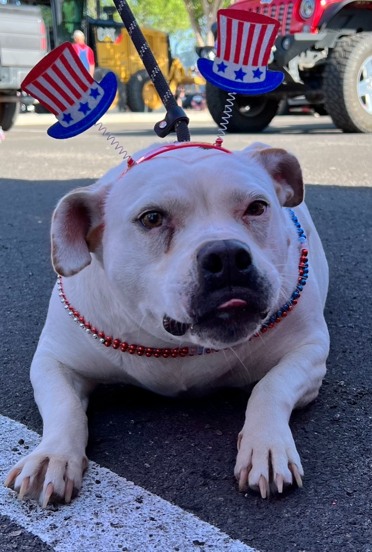 Carolina, Adult Female Bulldog