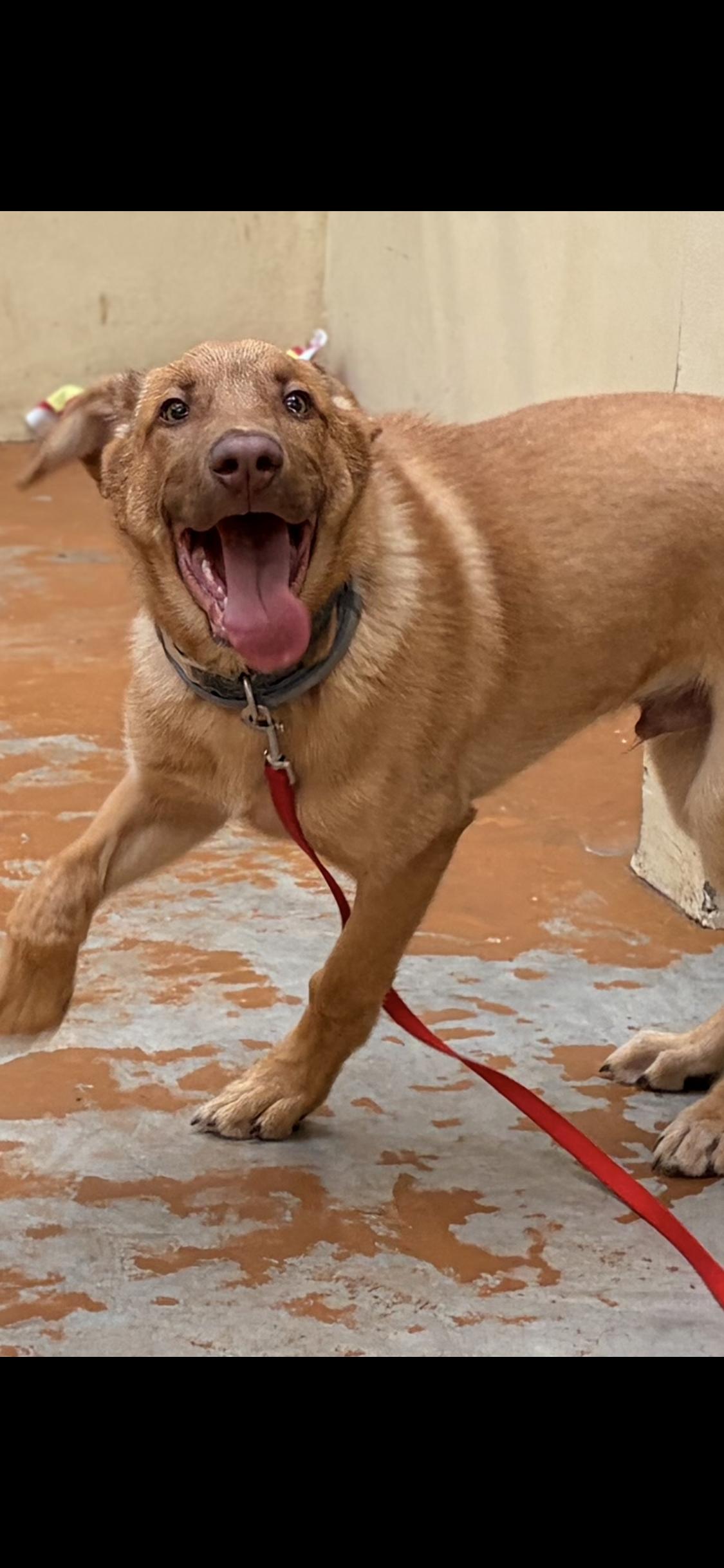 Enlarge Mack, a ADOPTABLE mixed breed in Towanda, PA image 1/1