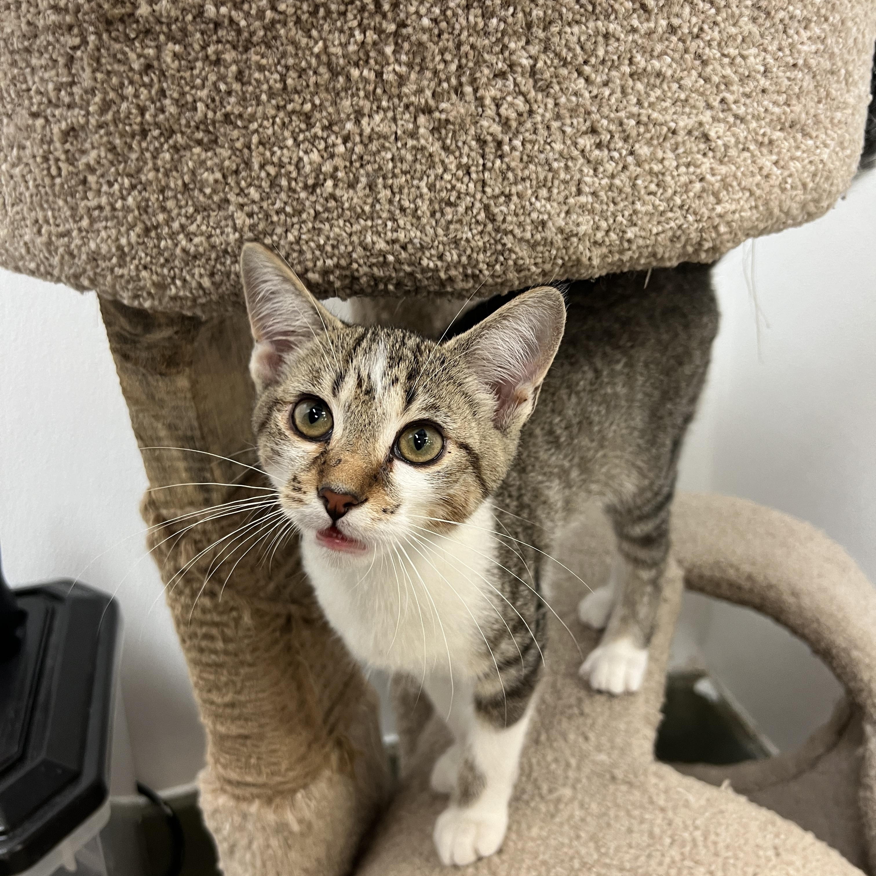 Scout, ADOPTABLE, Young Male Domestic Short Hair.