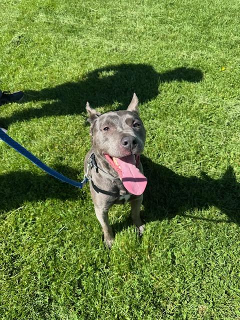 Tucker - Courtesy Listing see, an adoptable American Staffordshire Terrier in Polson, MT, 59860 | Photo Image 4