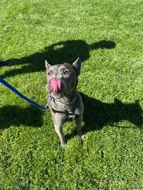Tucker - Courtesy Listing see, an adoptable American Staffordshire Terrier in Polson, MT, 59860 | Photo Image 1