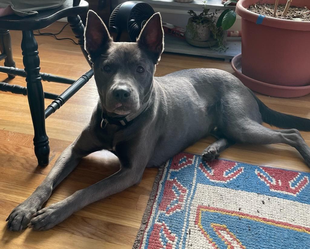 Tucker - Courtesy Listing see, a Adoptable mixed breed in Polson, MT image 3/4