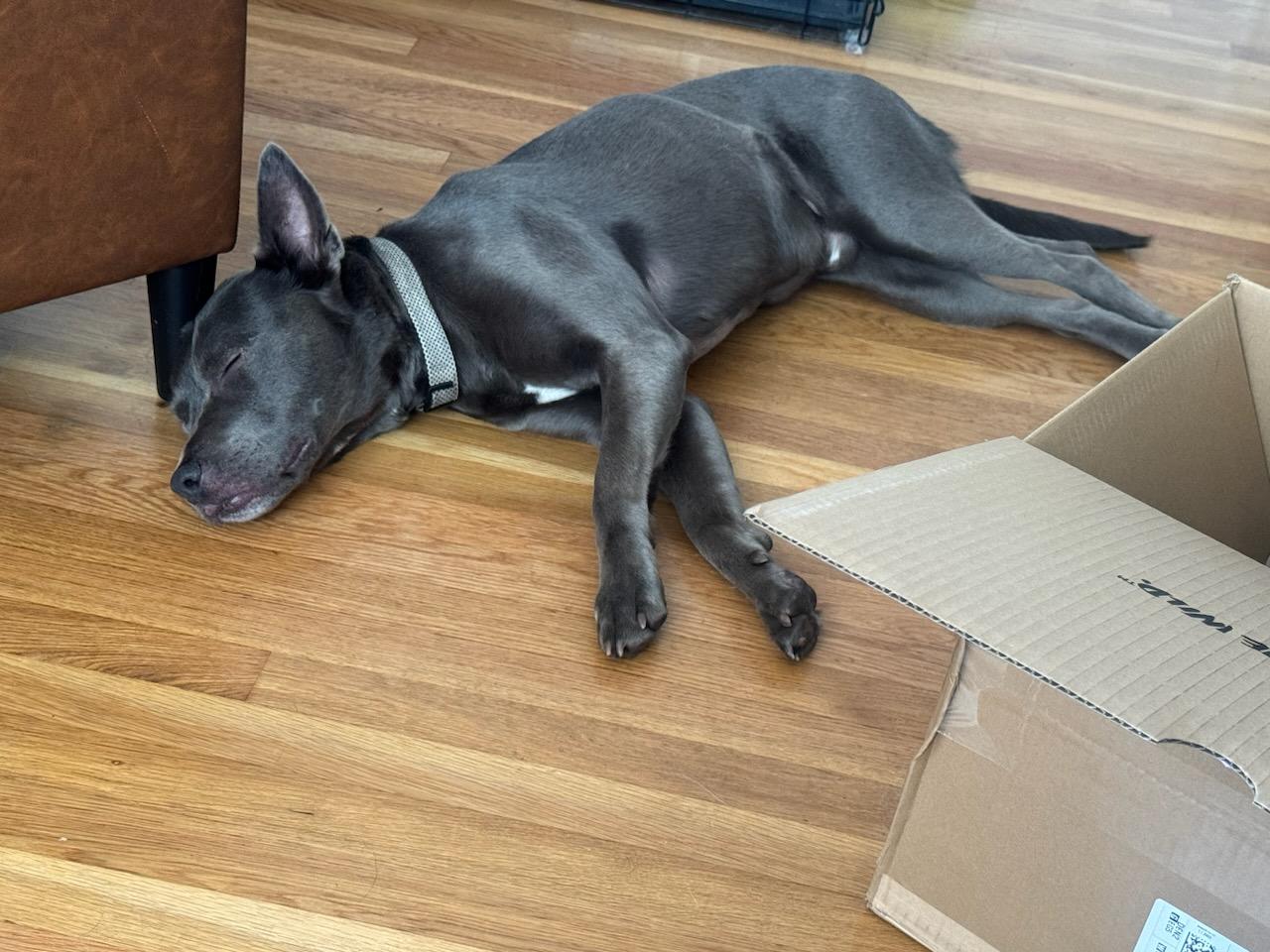 Tucker - Courtesy Listing see, an adoptable American Staffordshire Terrier in Polson, MT, 59860 | Photo Image 3