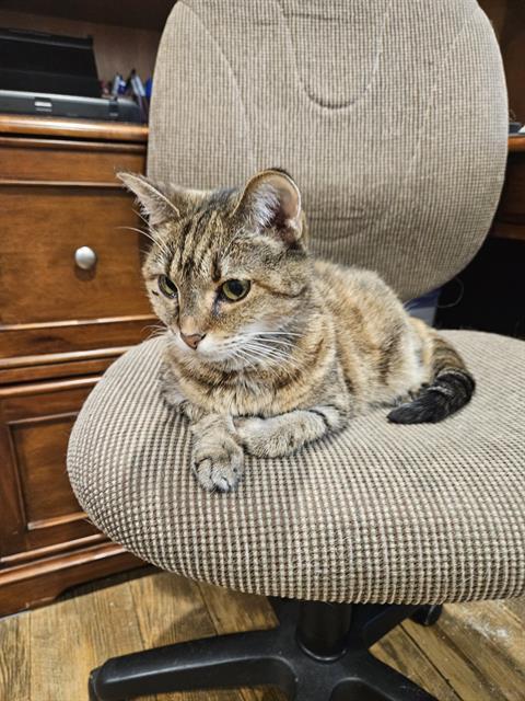 Enlarge CASEY, a Adoptable Domestic Short Hair in Palmetto, FL image 1/1