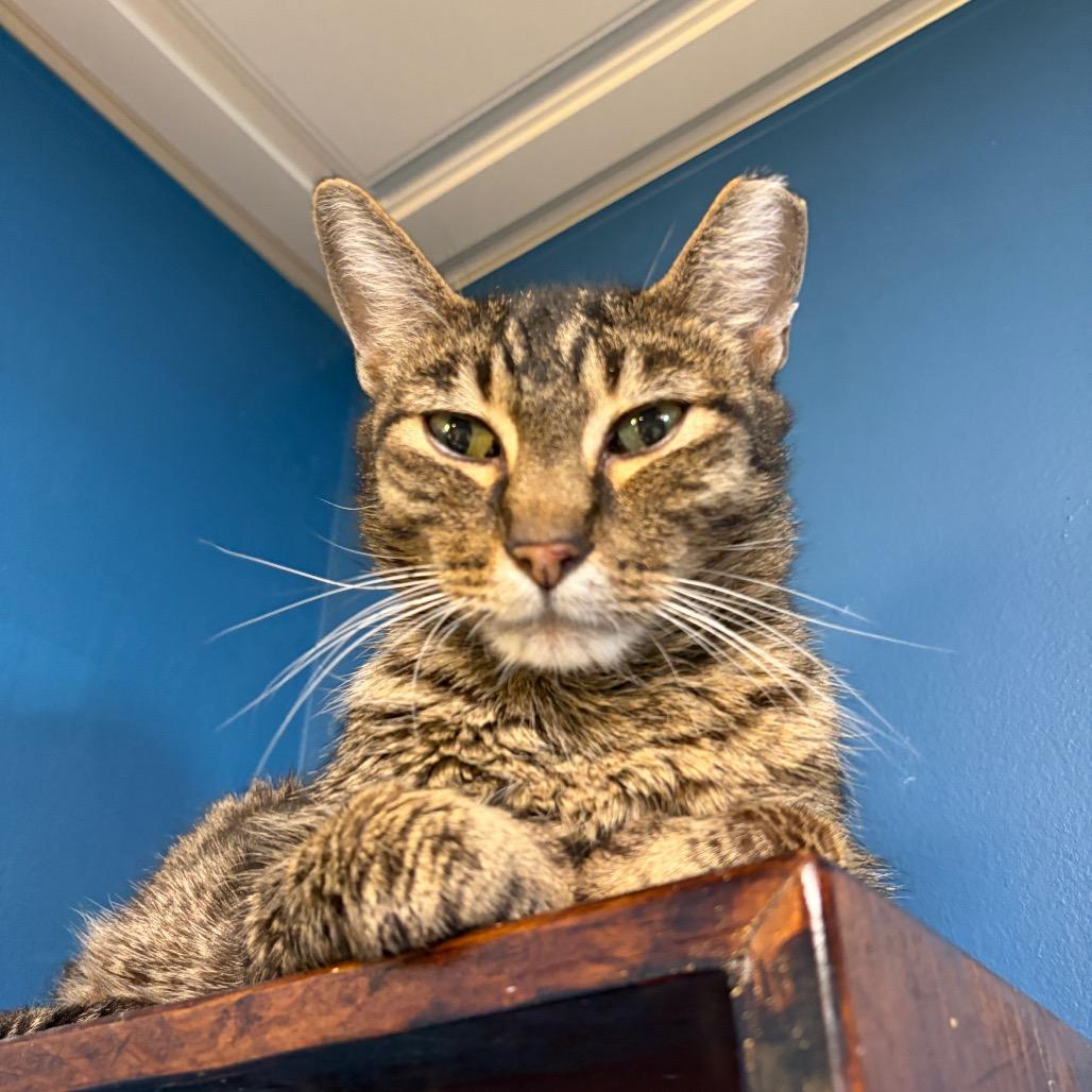 Bobby, Adoptable, Senior Male Domestic Short Hair.
