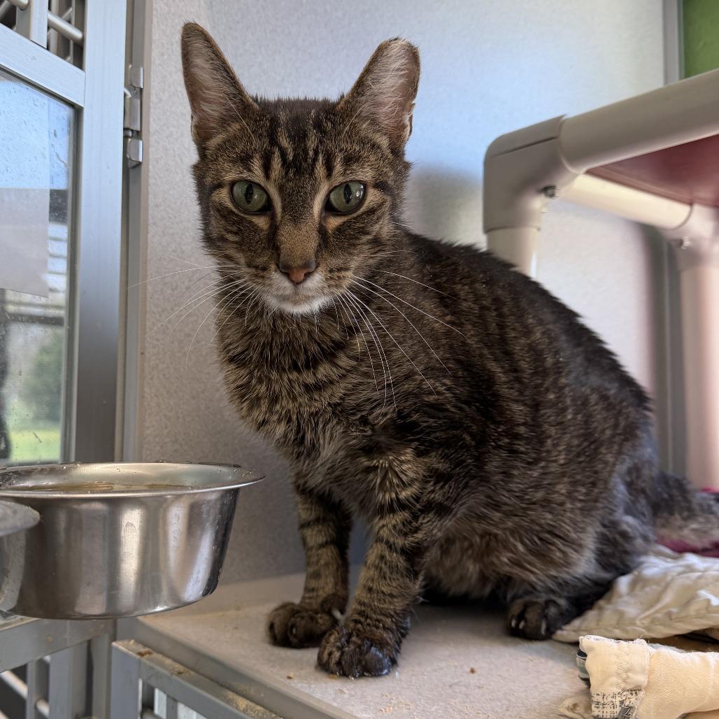 Bobby, a Adoptable Domestic Short Hair in Normal, IL image 2/3
