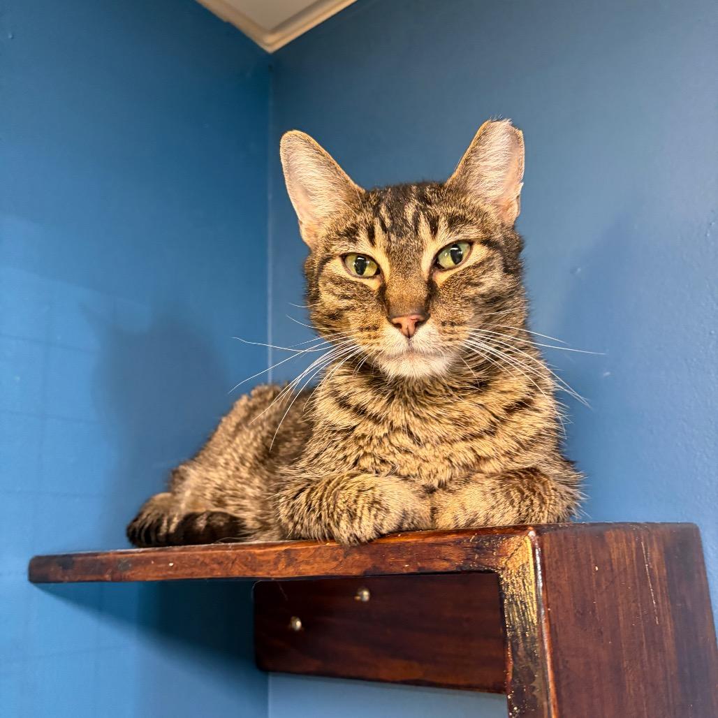 Bobby, a Adoptable Domestic Short Hair in Normal, IL image 3/3