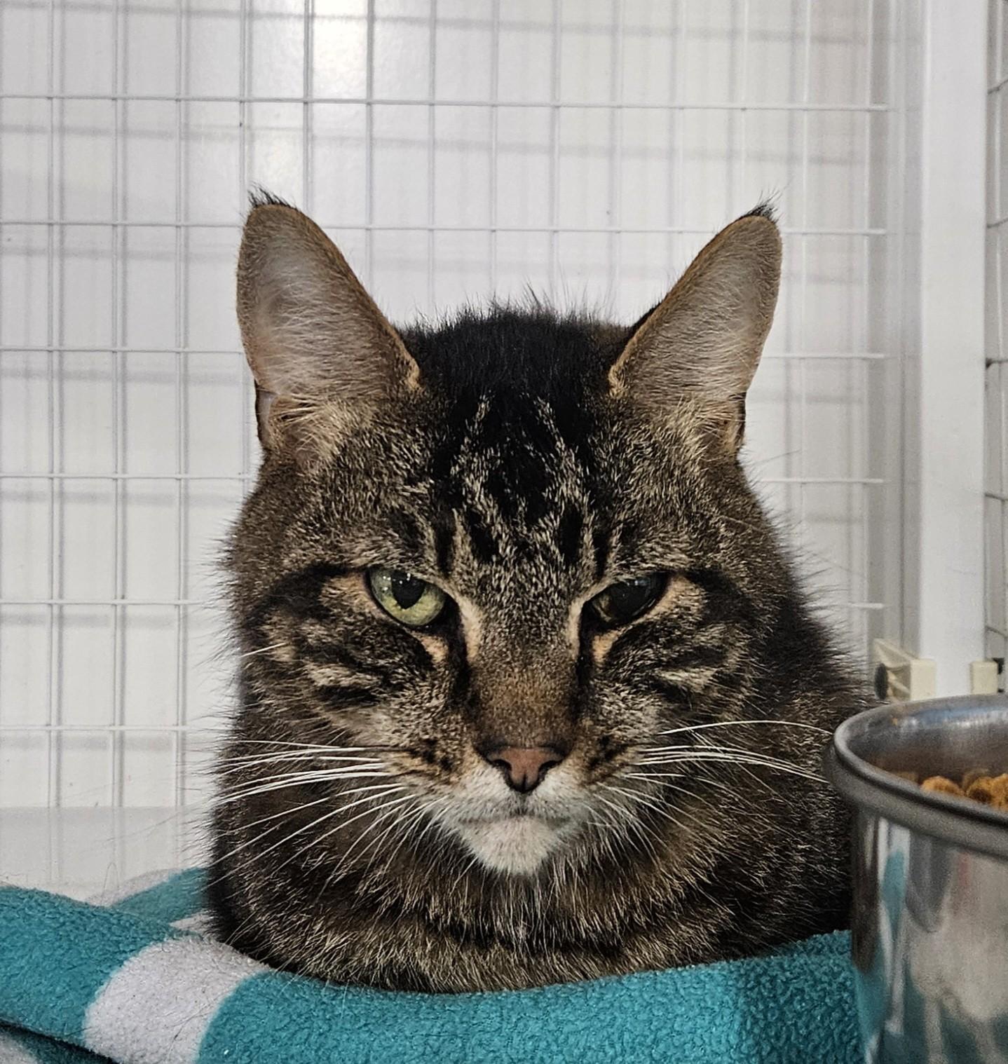 Enlarge Puzzle, a Adoptable Domestic Medium Hair in Claremont, NH image 1/1