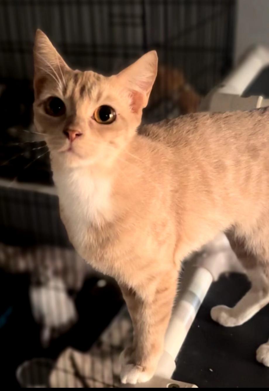 Enlarge Banana Shake, a Adopted Domestic Short Hair in Phoenix, AZ image 1/1