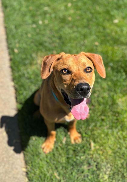 Cherry, Adoptable, Young Female Redbone Coonhound & Labrador Retriever.