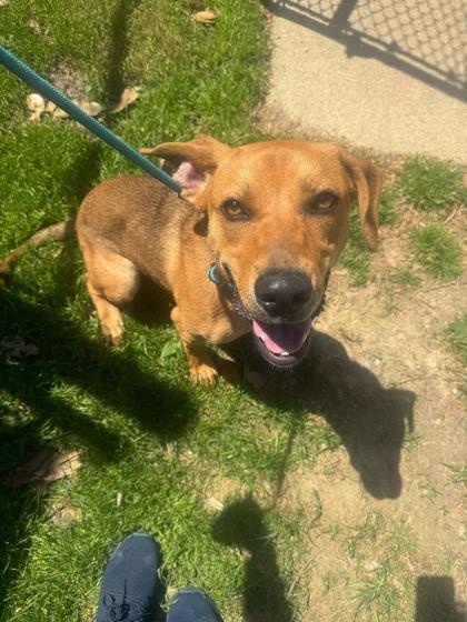 Enlarge Cherry, a Adoptable mixed breed in Louisville, KY image 3/3