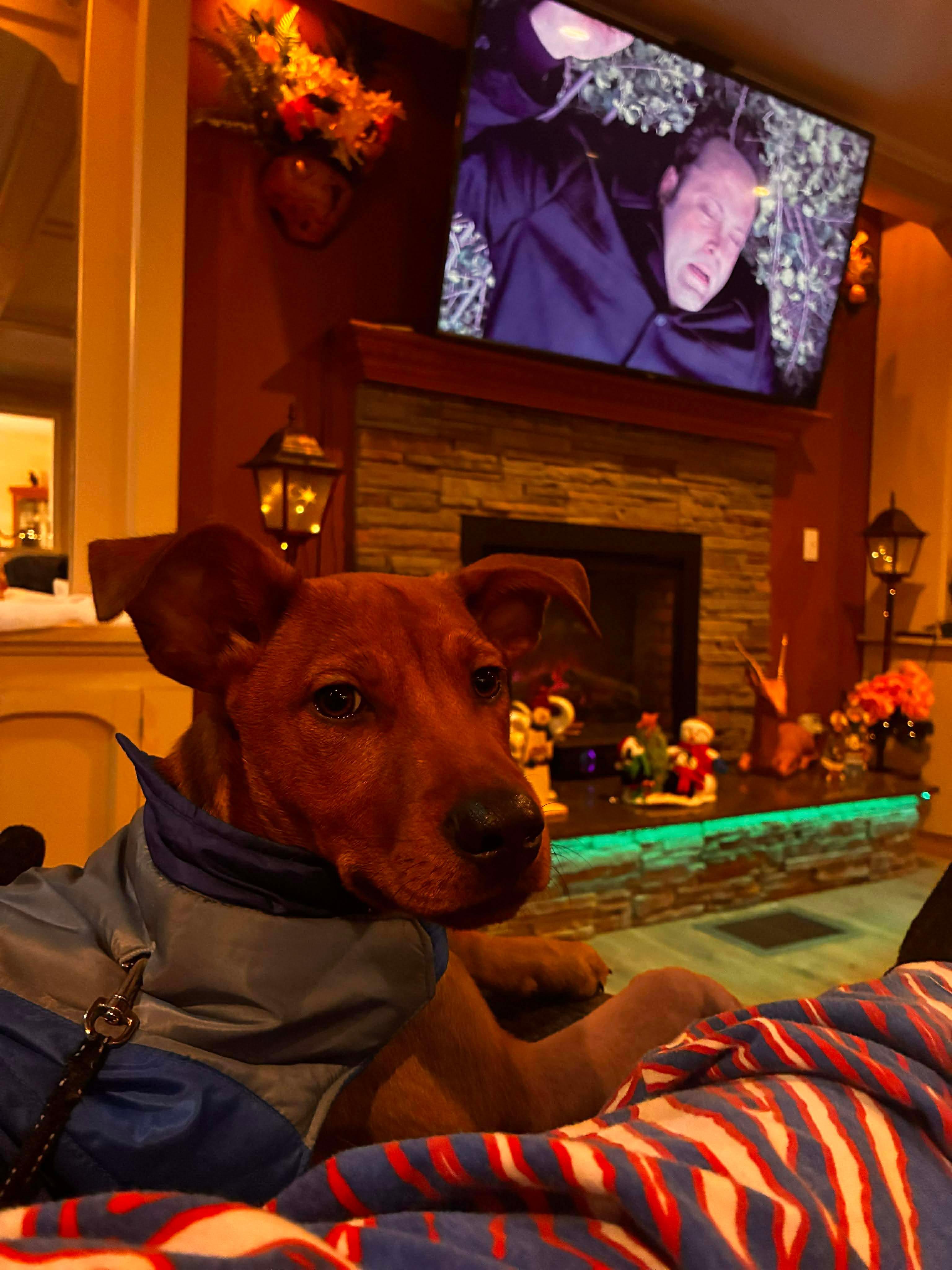 Enlarge Milo, a ADOPTABLE mixed breed in Rochester, NY image 1/6