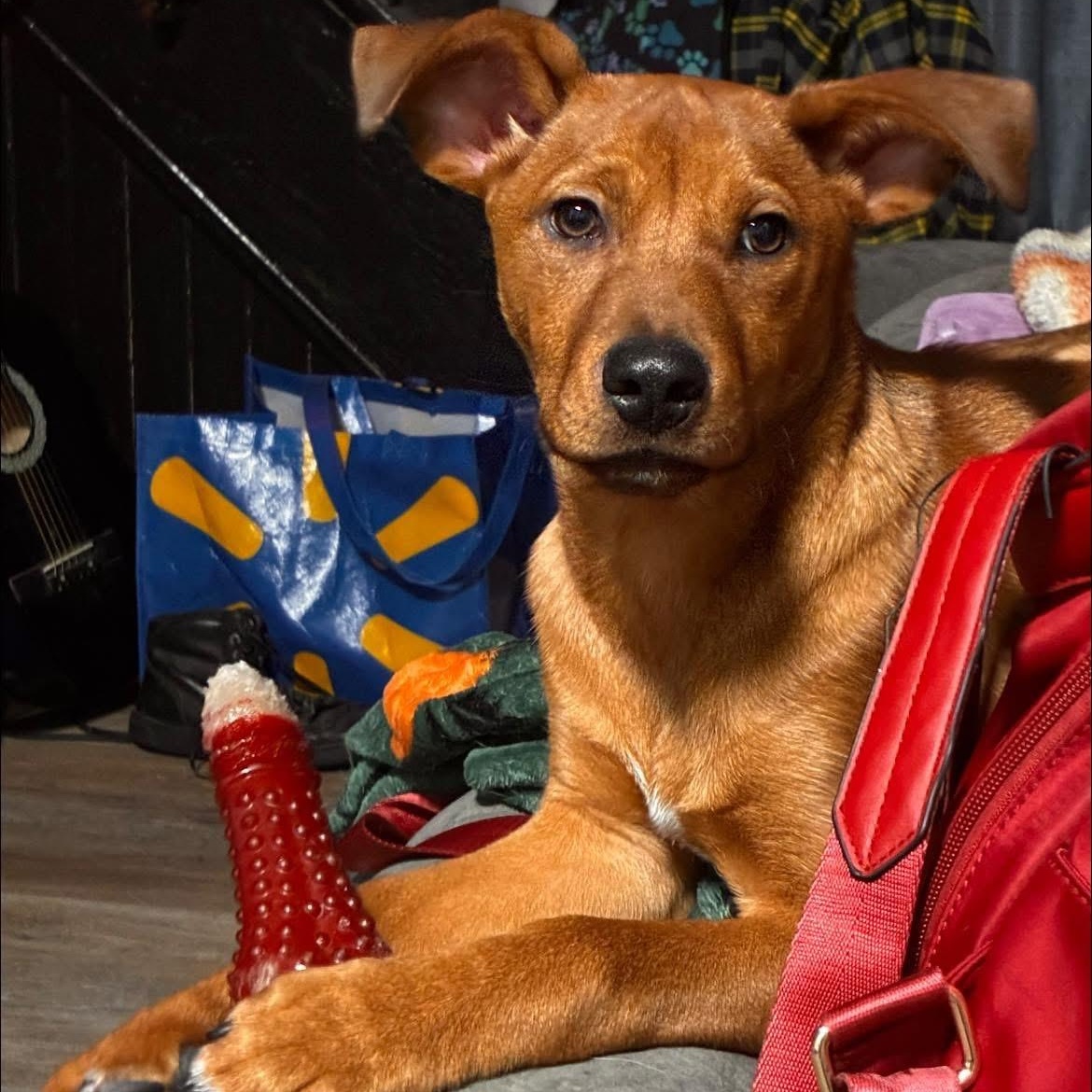 Enlarge Milo, a ADOPTABLE mixed breed in Rochester, NY image 6/6