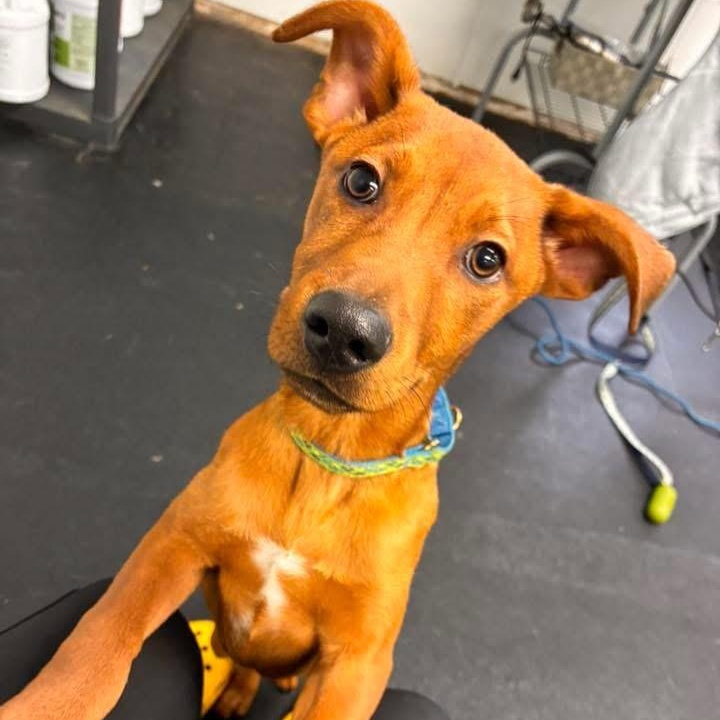 Milo, ADOPTABLE, Puppy Male Chihuahua & Labrador Retriever.