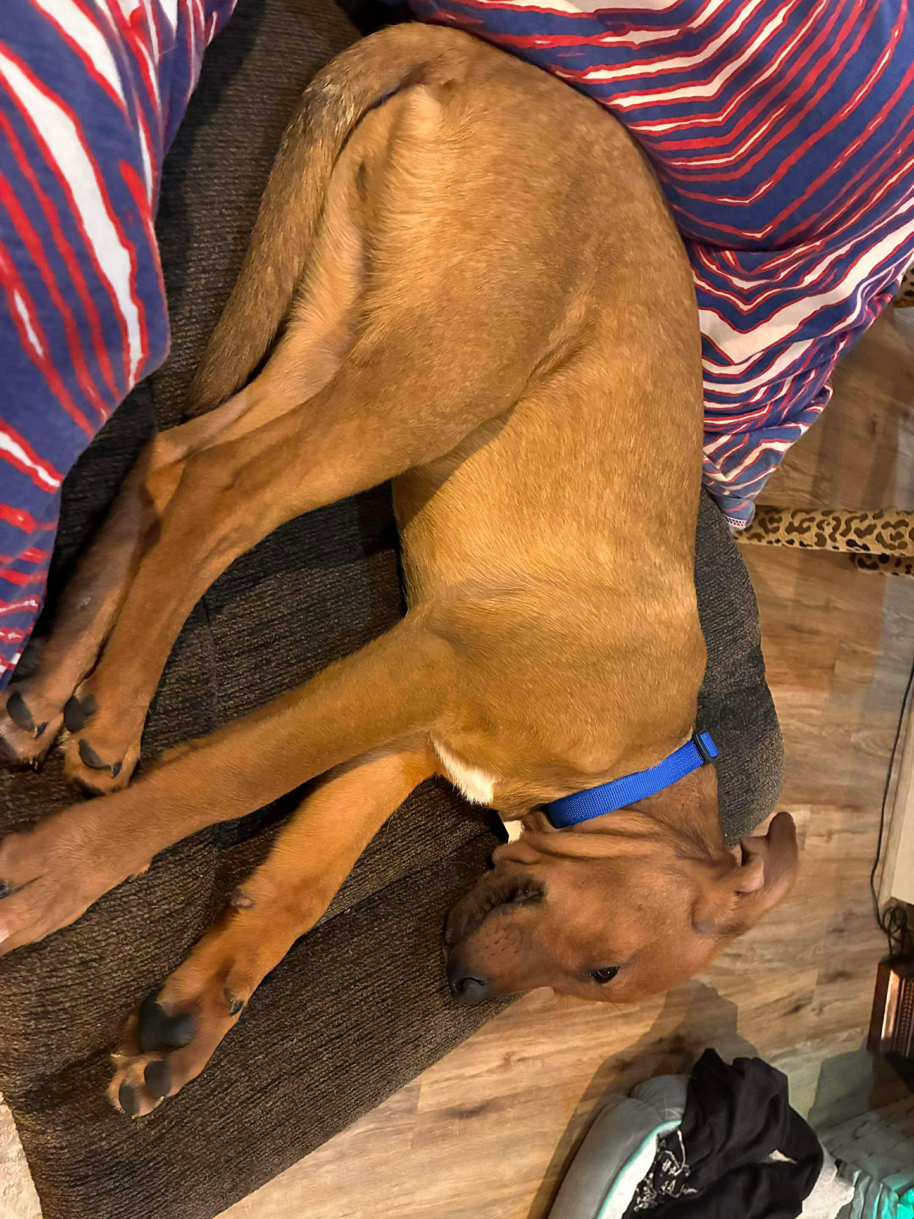 Enlarge Milo, a ADOPTABLE mixed breed in Rochester, NY image 2/6