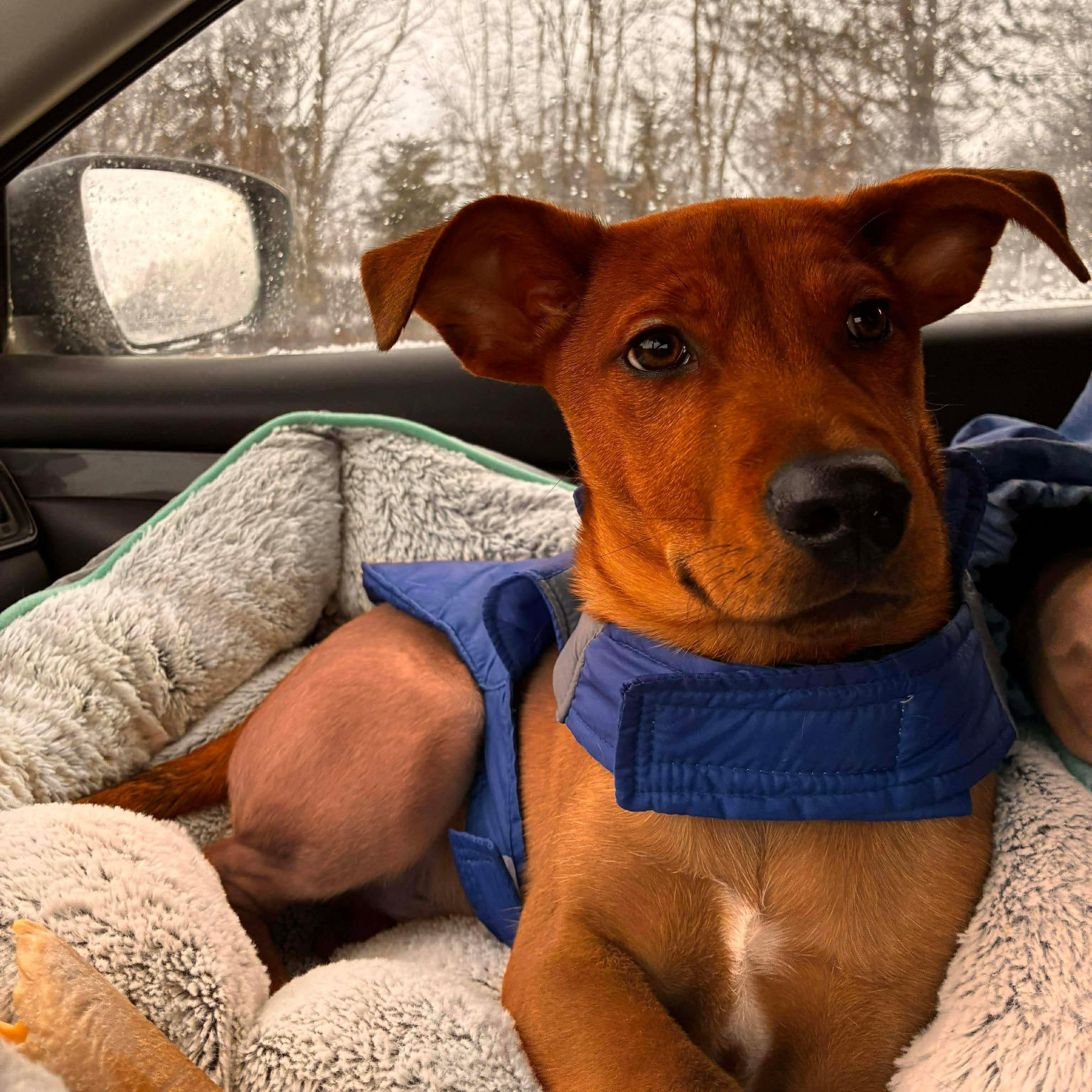 Enlarge Milo, a ADOPTABLE mixed breed in Rochester, NY image 3/6