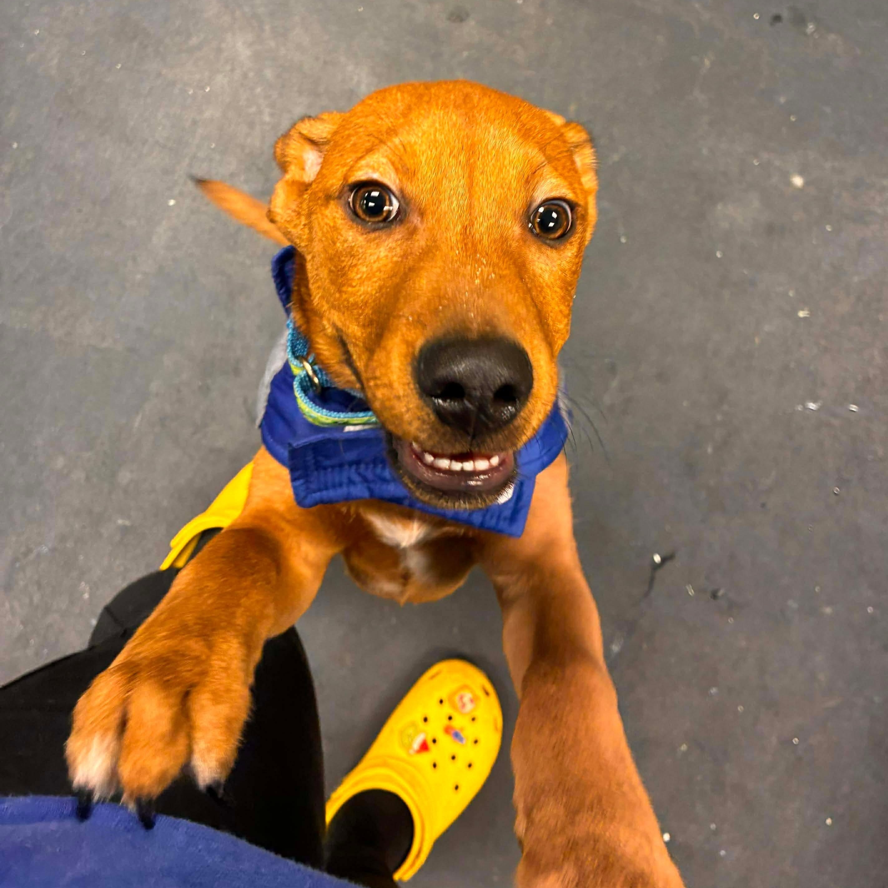 Enlarge Milo, a ADOPTABLE mixed breed in Rochester, NY image 5/6