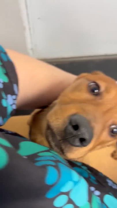 Enlarge Milo, a ADOPTABLE mixed breed in Rochester, NY video 6/6