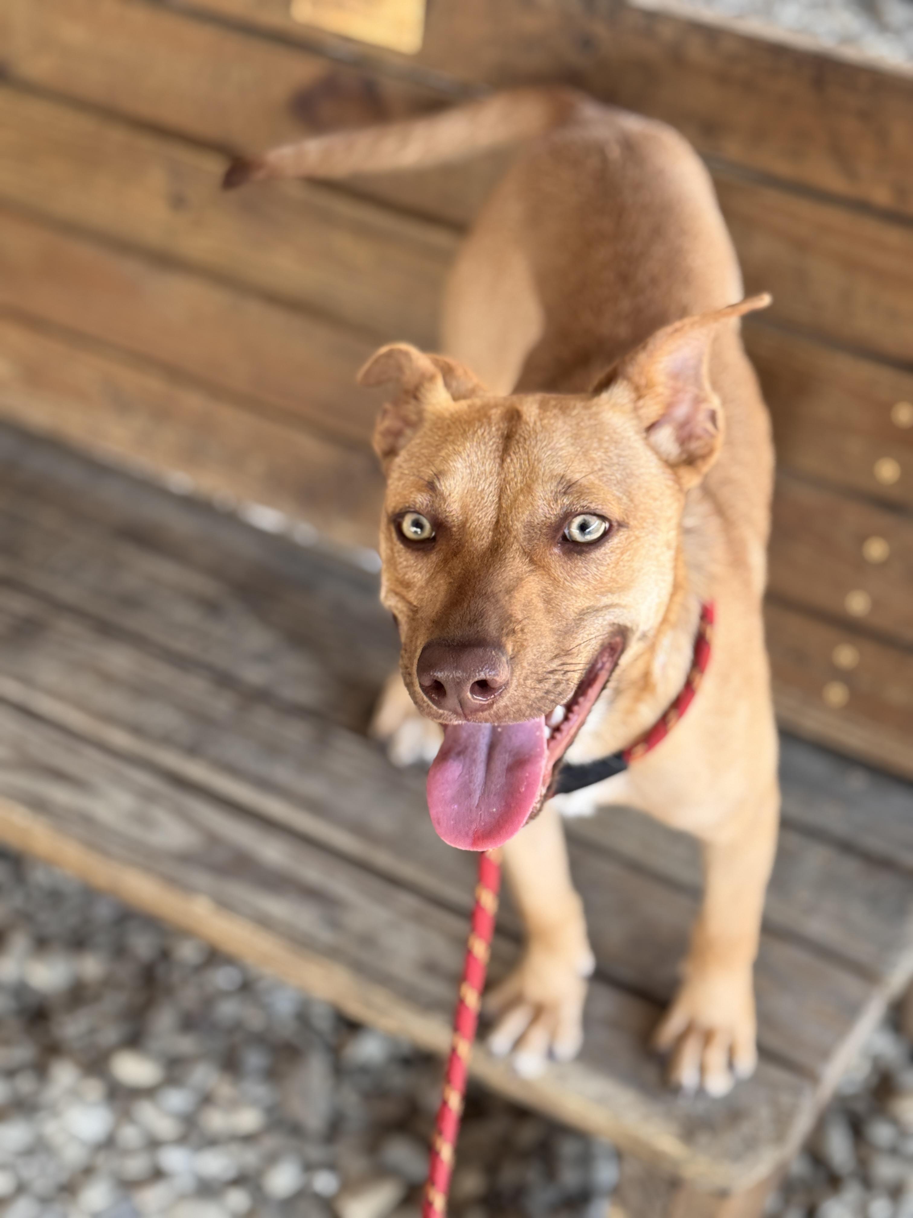 Enlarge Sabrina, a Adoptable Pit Bull Terrier in Plano, TX image 1/5