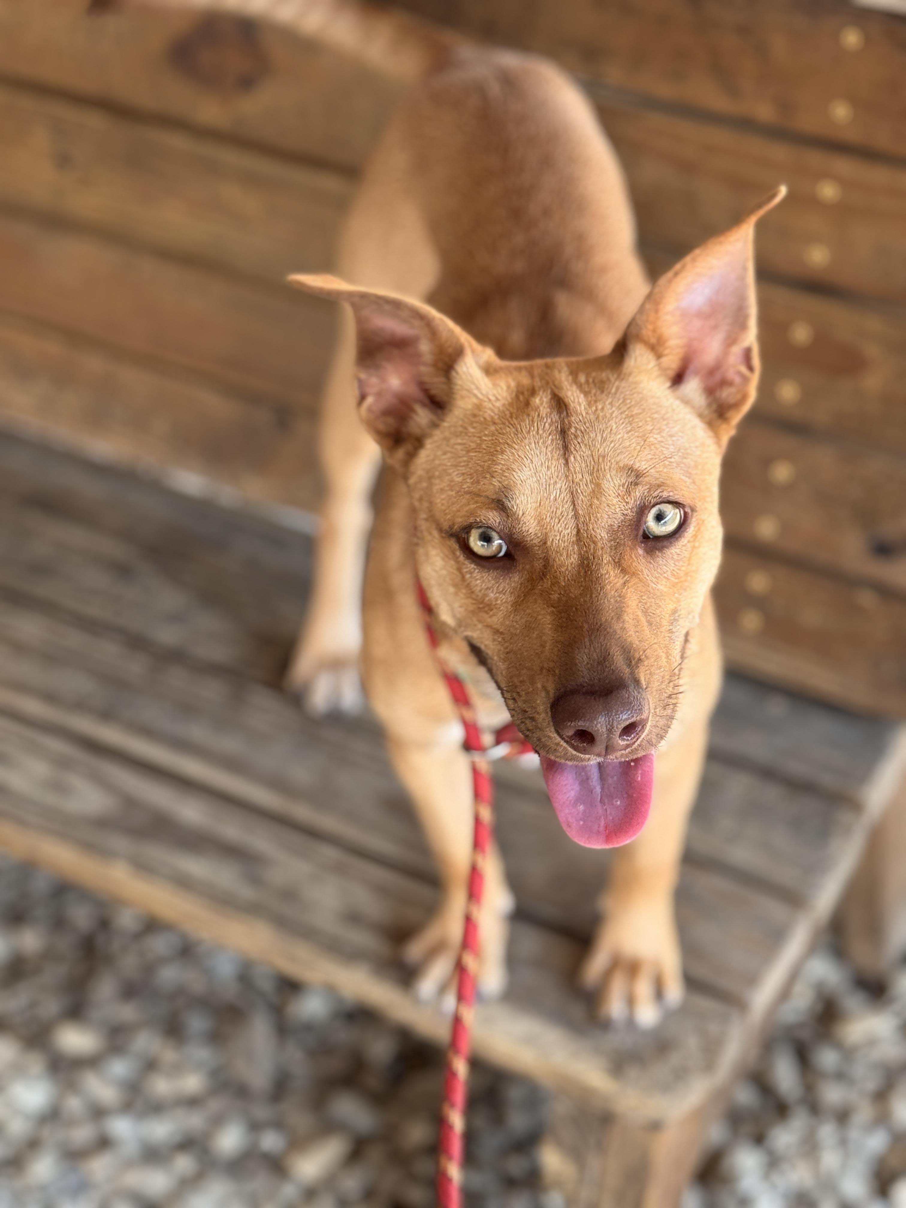 Enlarge Sabrina, a Adoptable Pit Bull Terrier in Plano, TX image 2/5