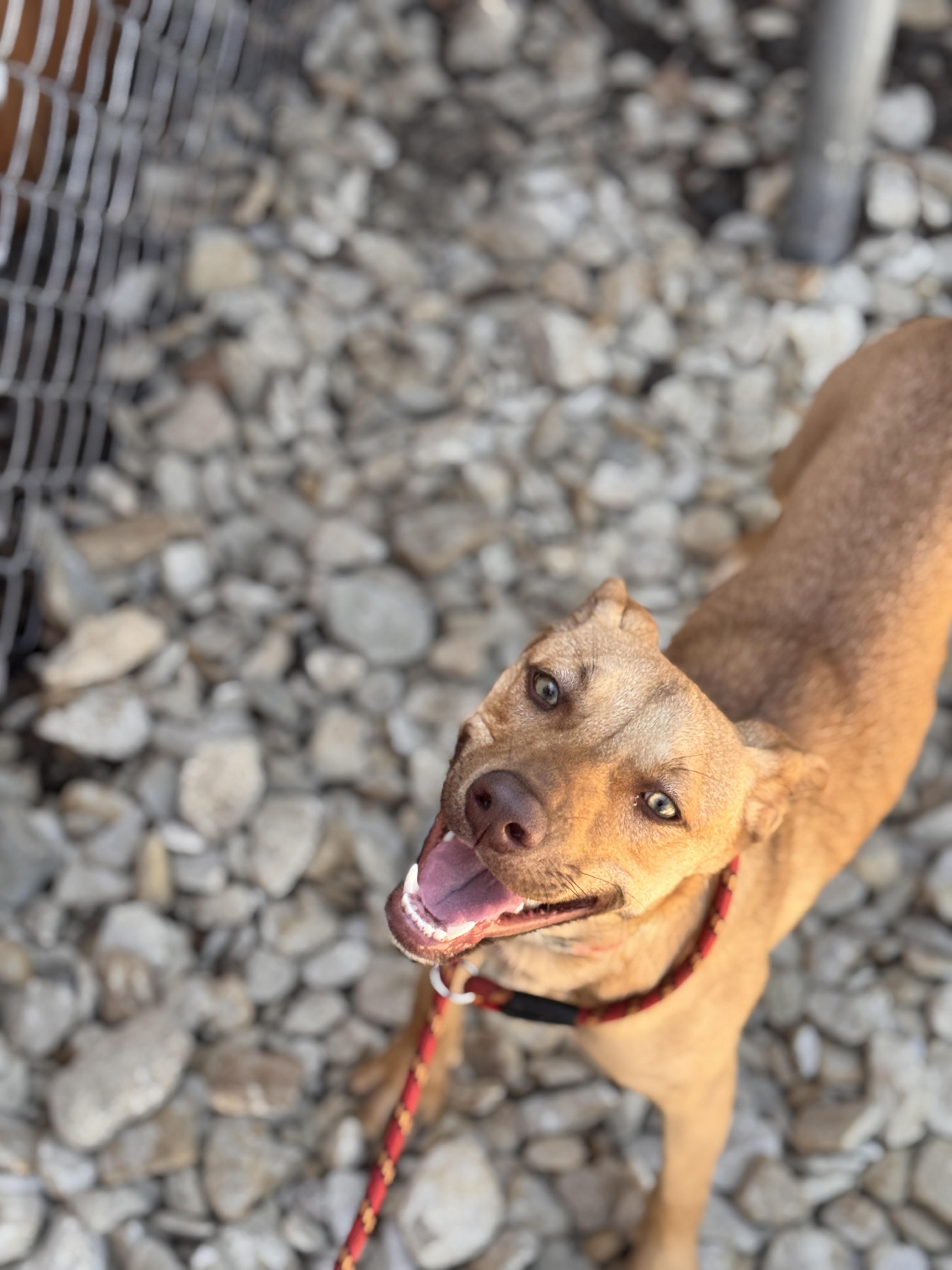 Enlarge Sabrina, a Adoptable Pit Bull Terrier in Plano, TX image 3/5