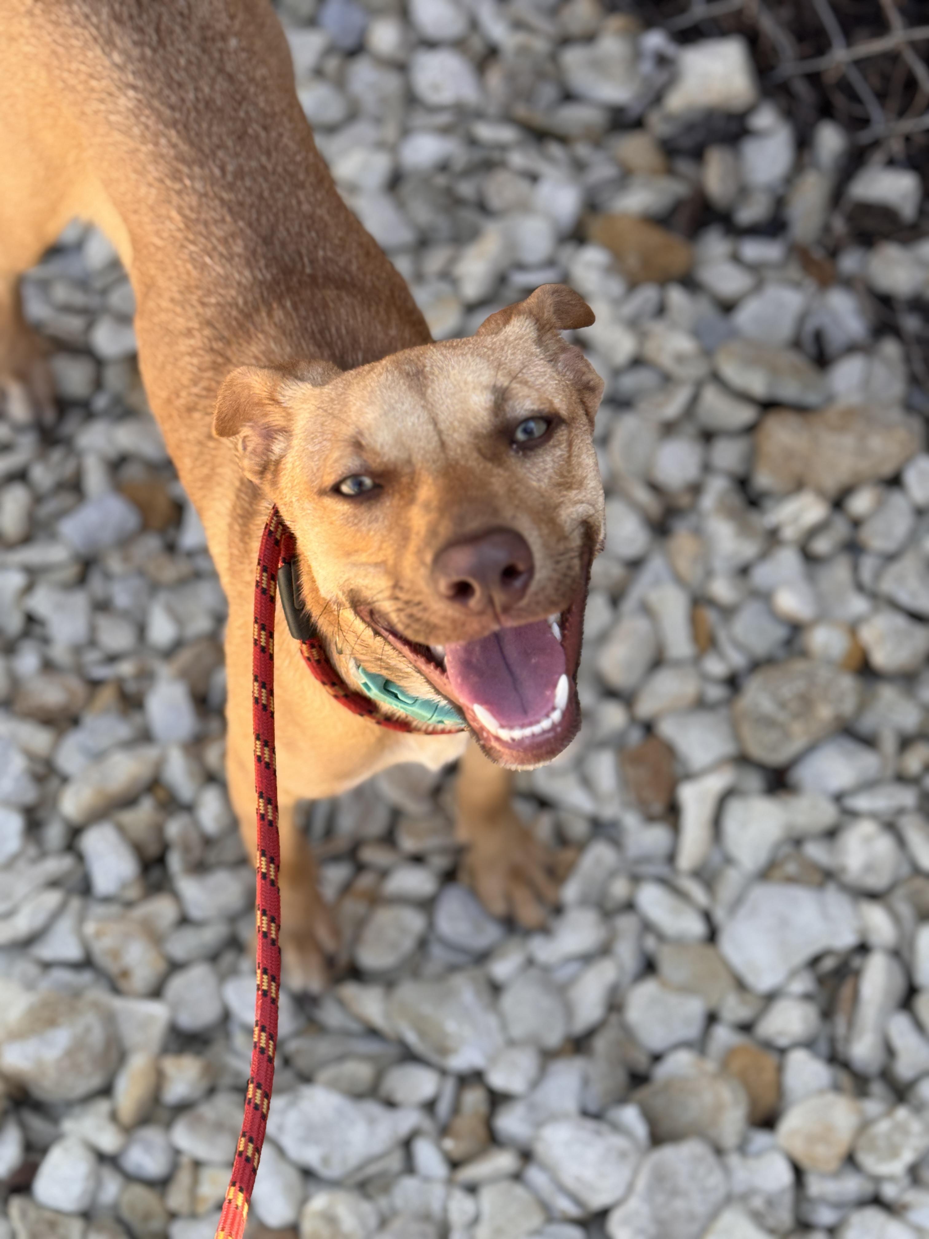 Enlarge Sabrina, a Adoptable Pit Bull Terrier in Plano, TX image 4/5