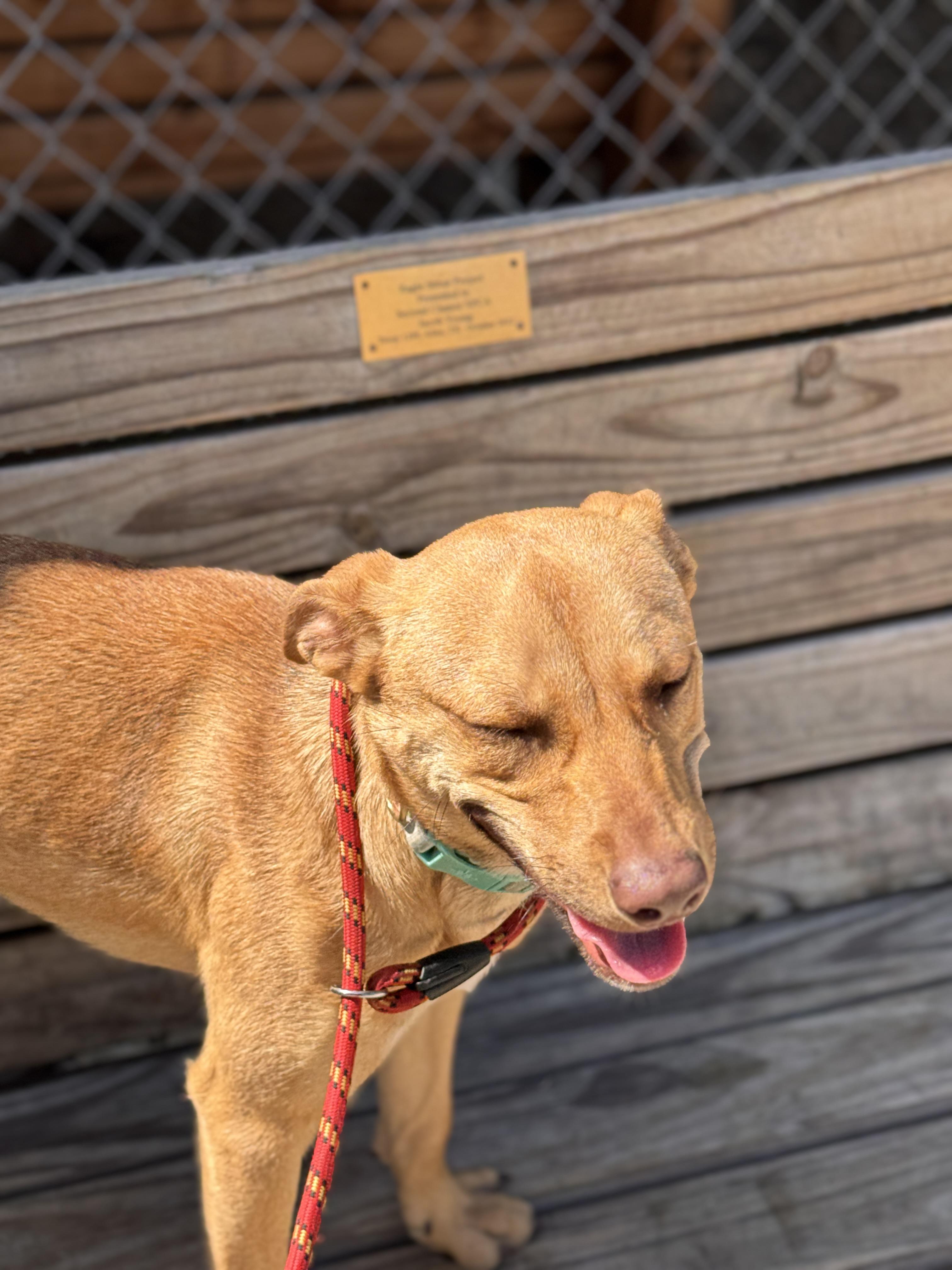 Enlarge Sabrina, a Adoptable Pit Bull Terrier in Plano, TX image 5/5