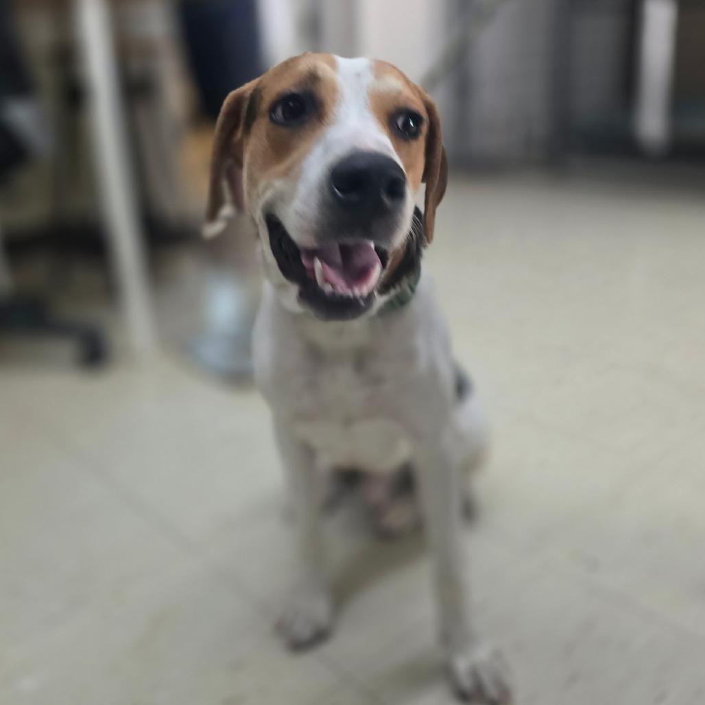 Forbes, Adoptable, Young Male Beagle.