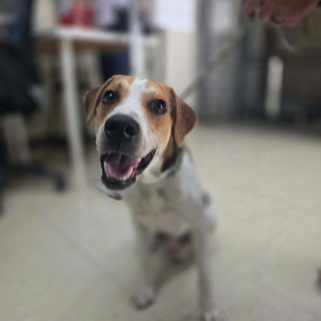 Forbes, a Adoptable Beagle in Denison, TX image 2/4