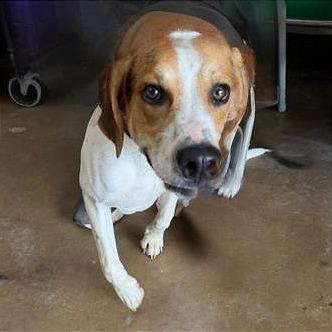 Forbes, a Adoptable Beagle in Denison, TX image 3/4