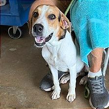 Forbes, a Adoptable Beagle in Denison, TX image 4/4