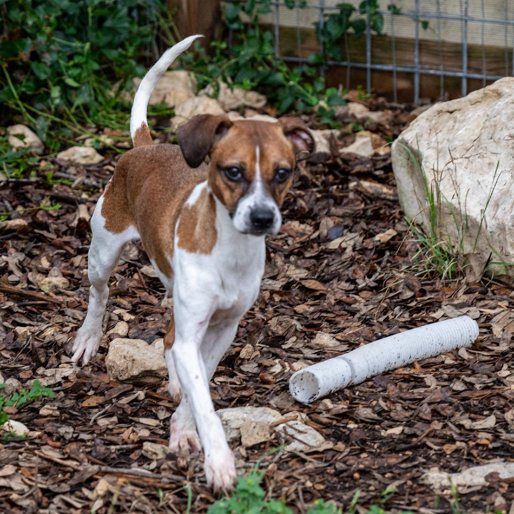 Lucille, Adoptable, Adult Female Terrier & Mixed Breed.