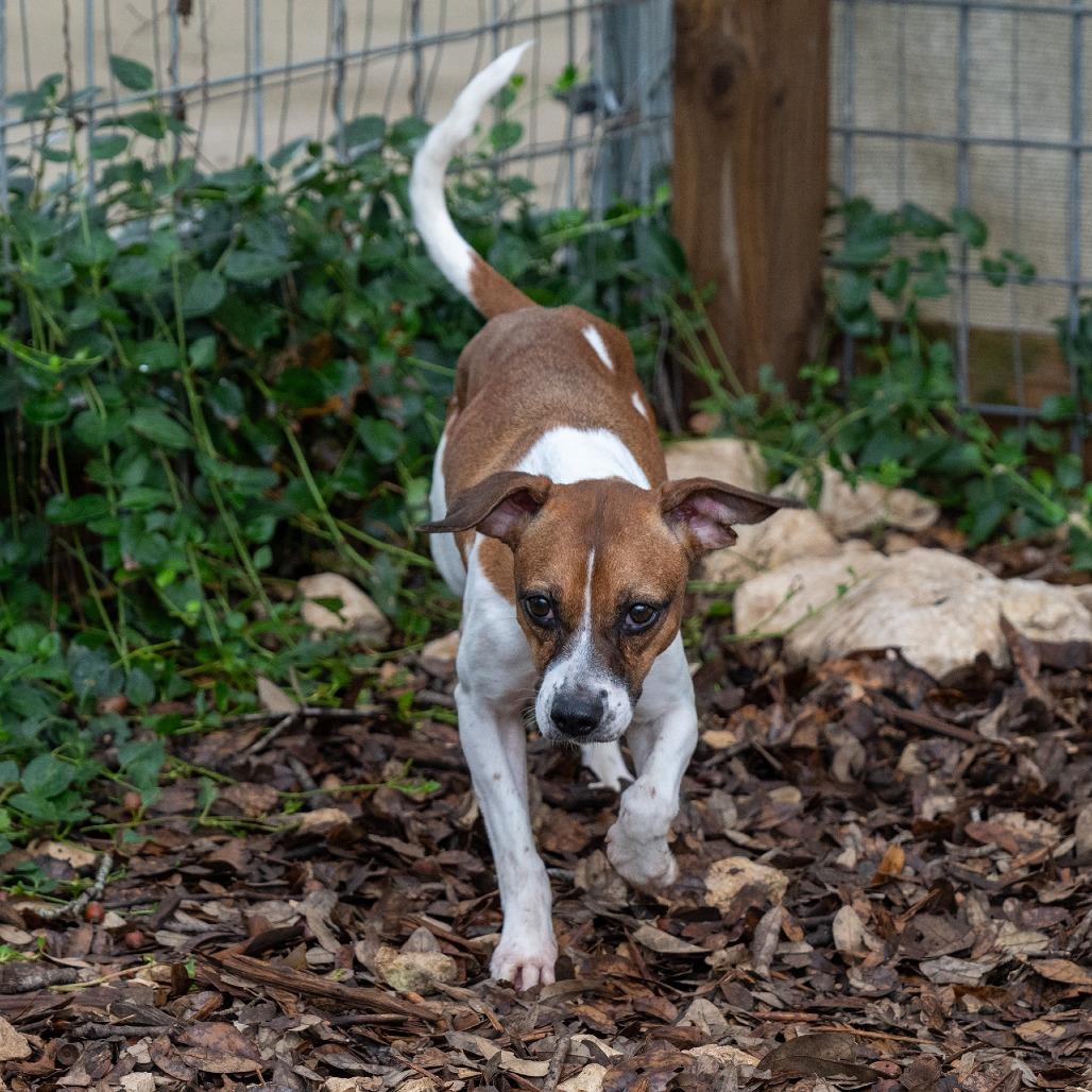 Enlarge Lucille, a Adoptable mixed breed in Wimberley, TX image 3/6